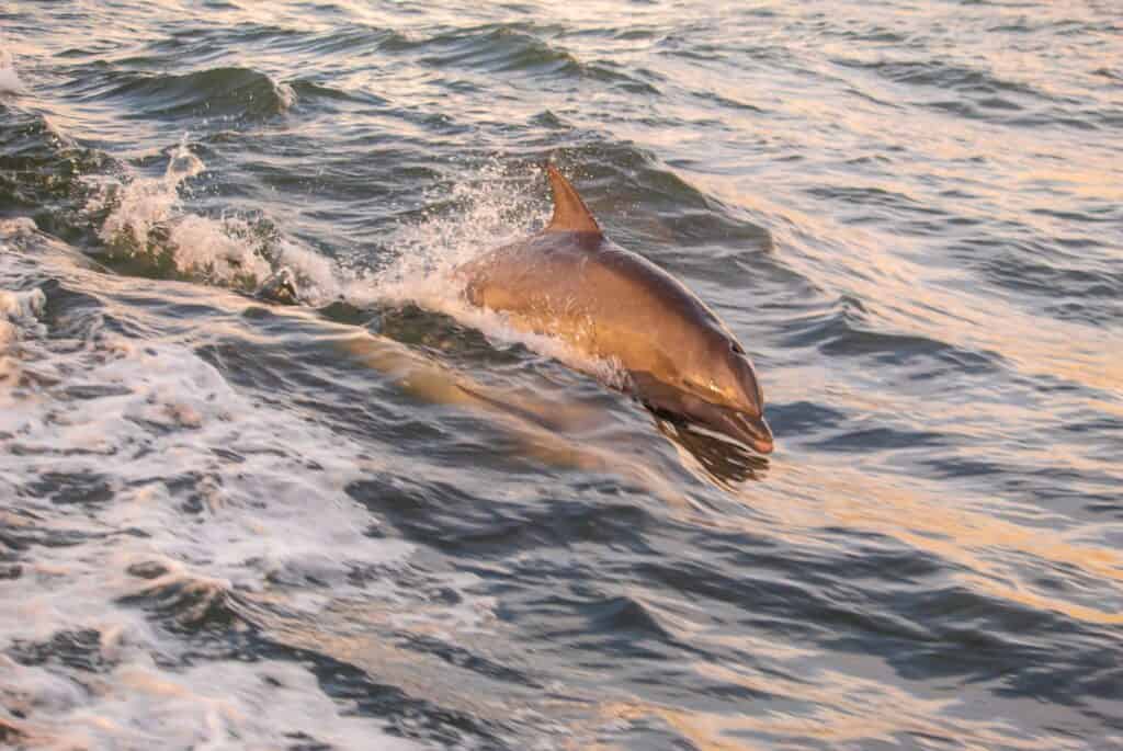 Croisière d'observation des dauphins à Clearwater