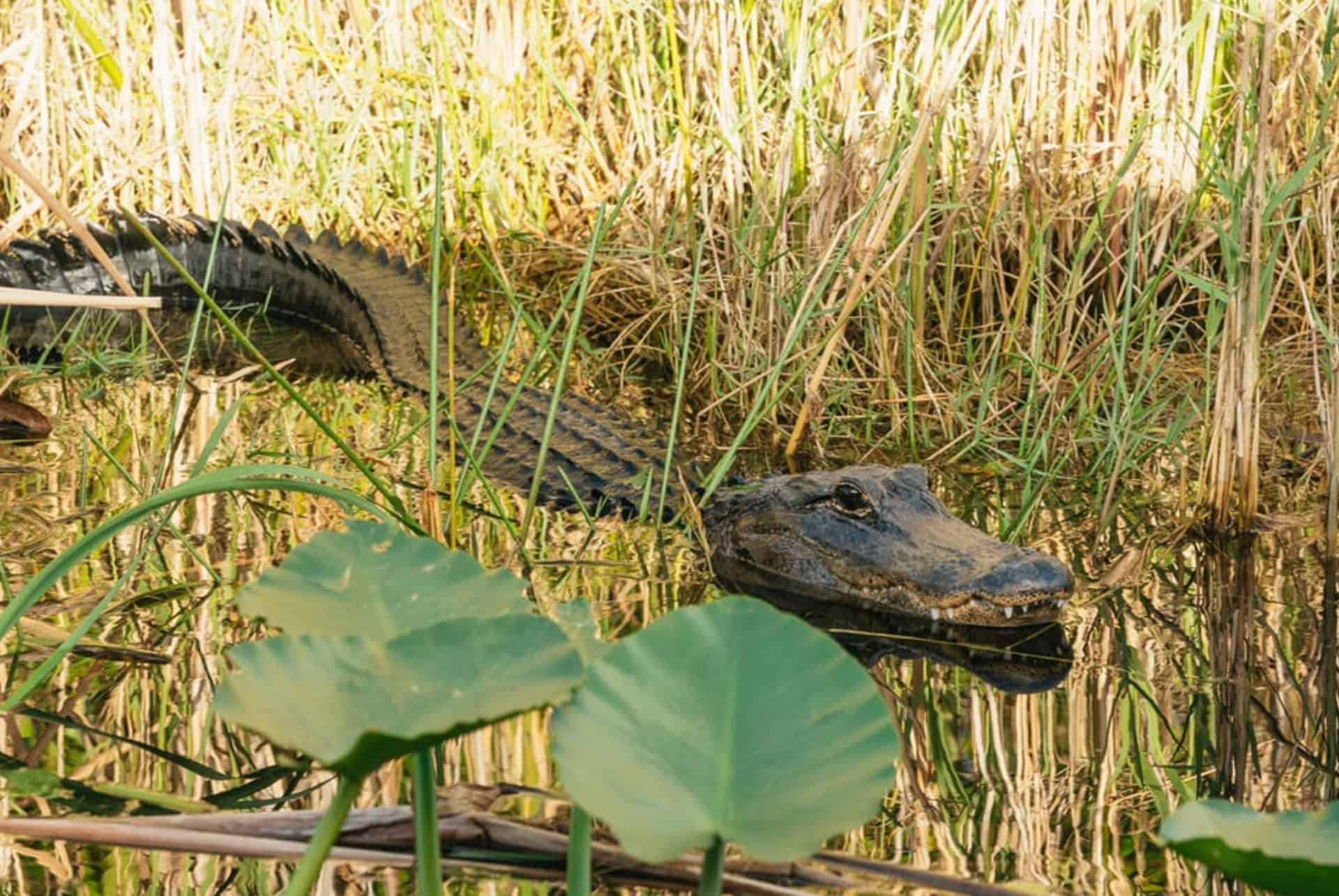 everglades miami