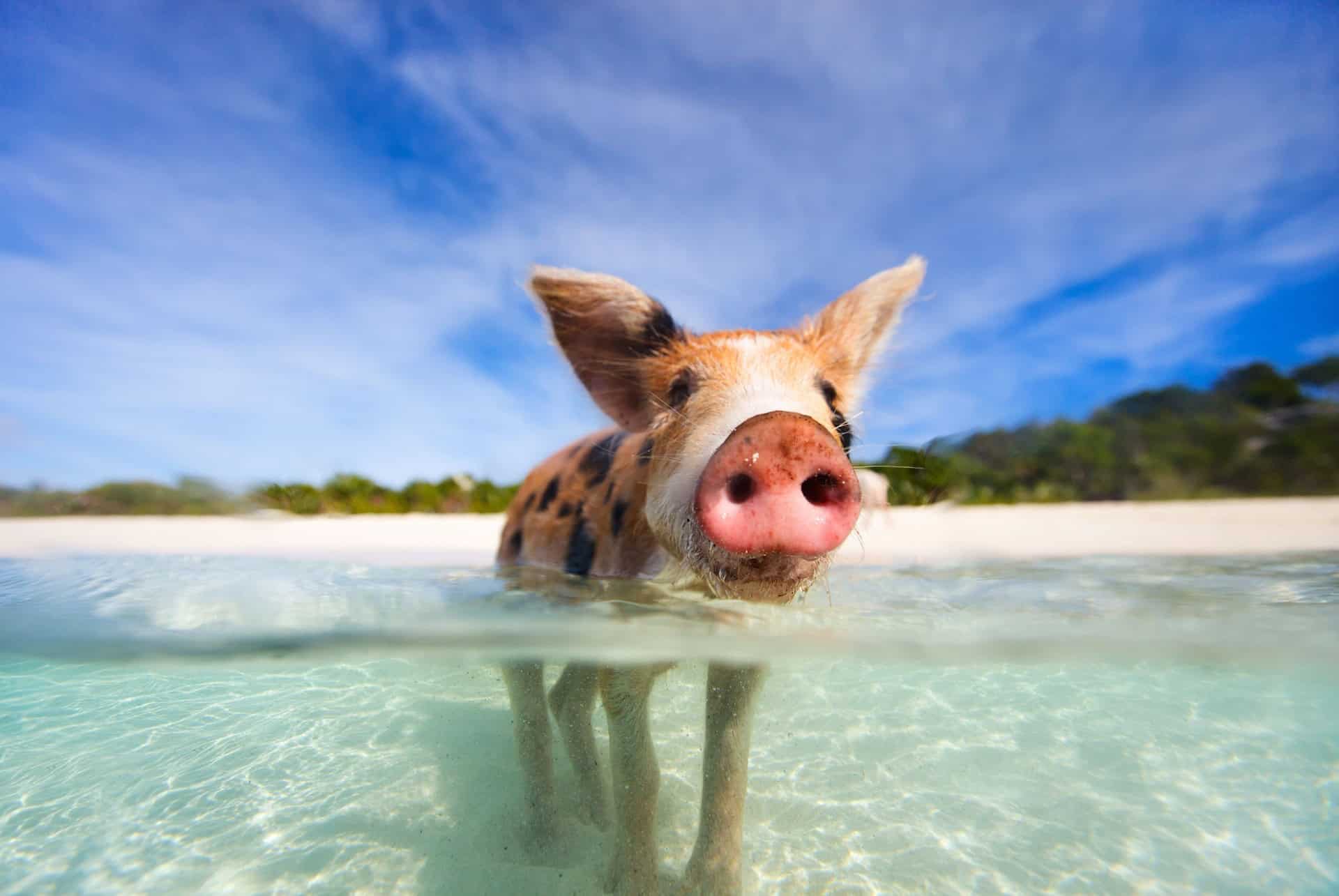 exuma bahamas