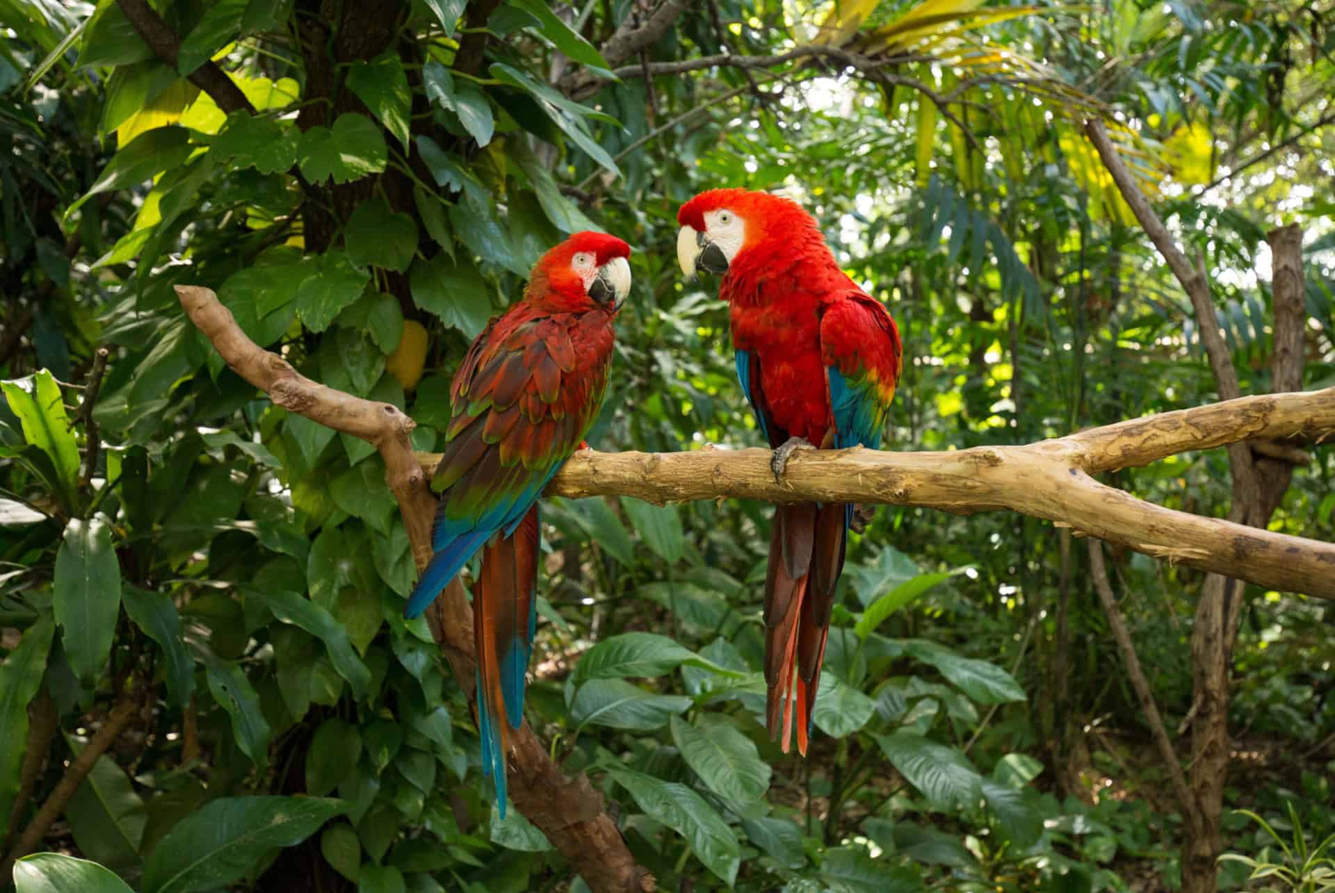 que faire a miami jungle island