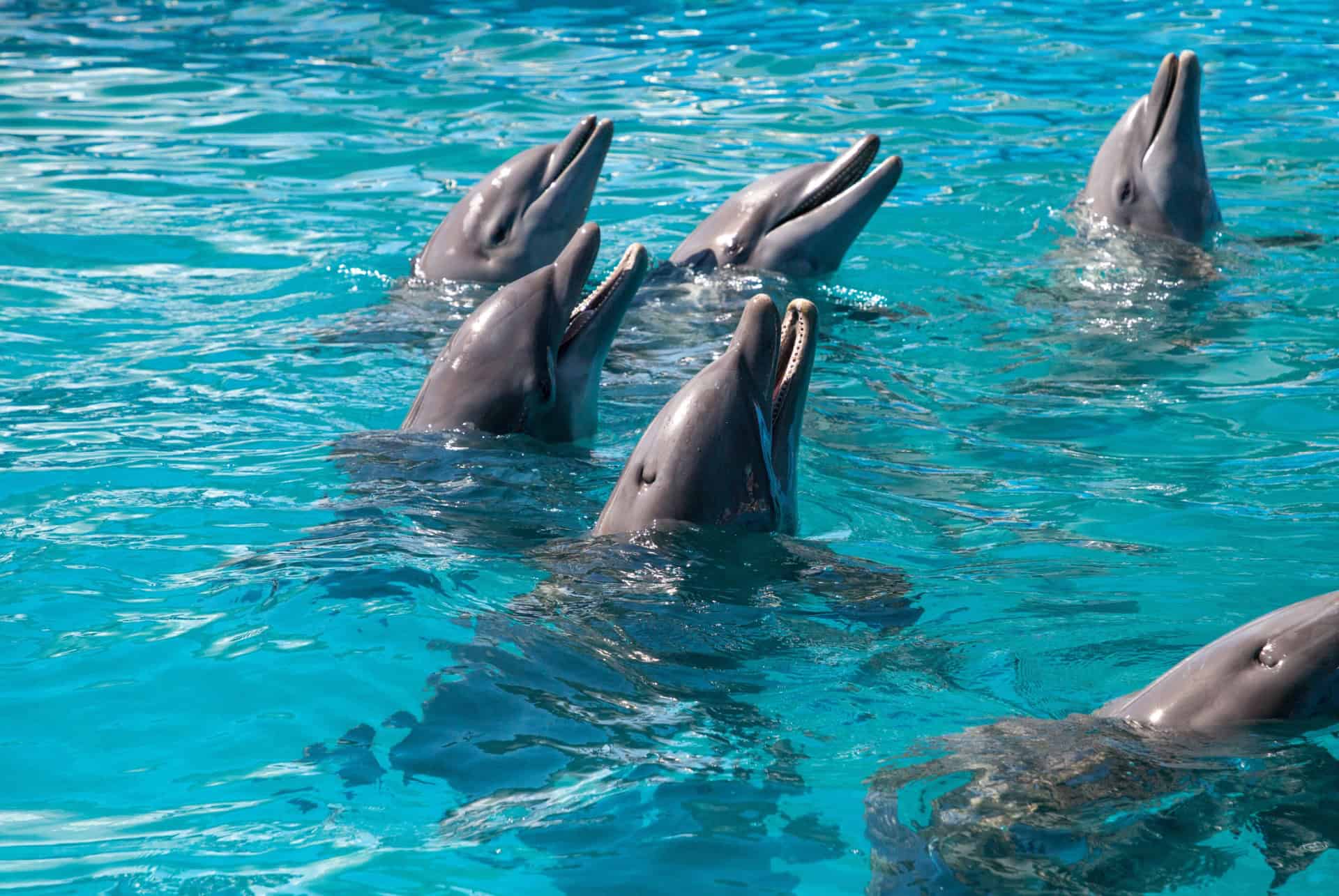 dauphins keys