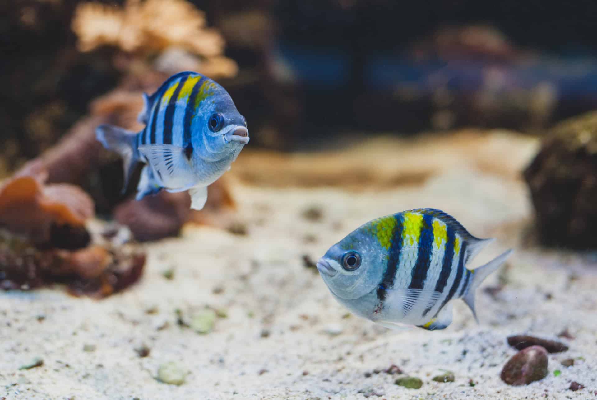 aquarium tampa poisson