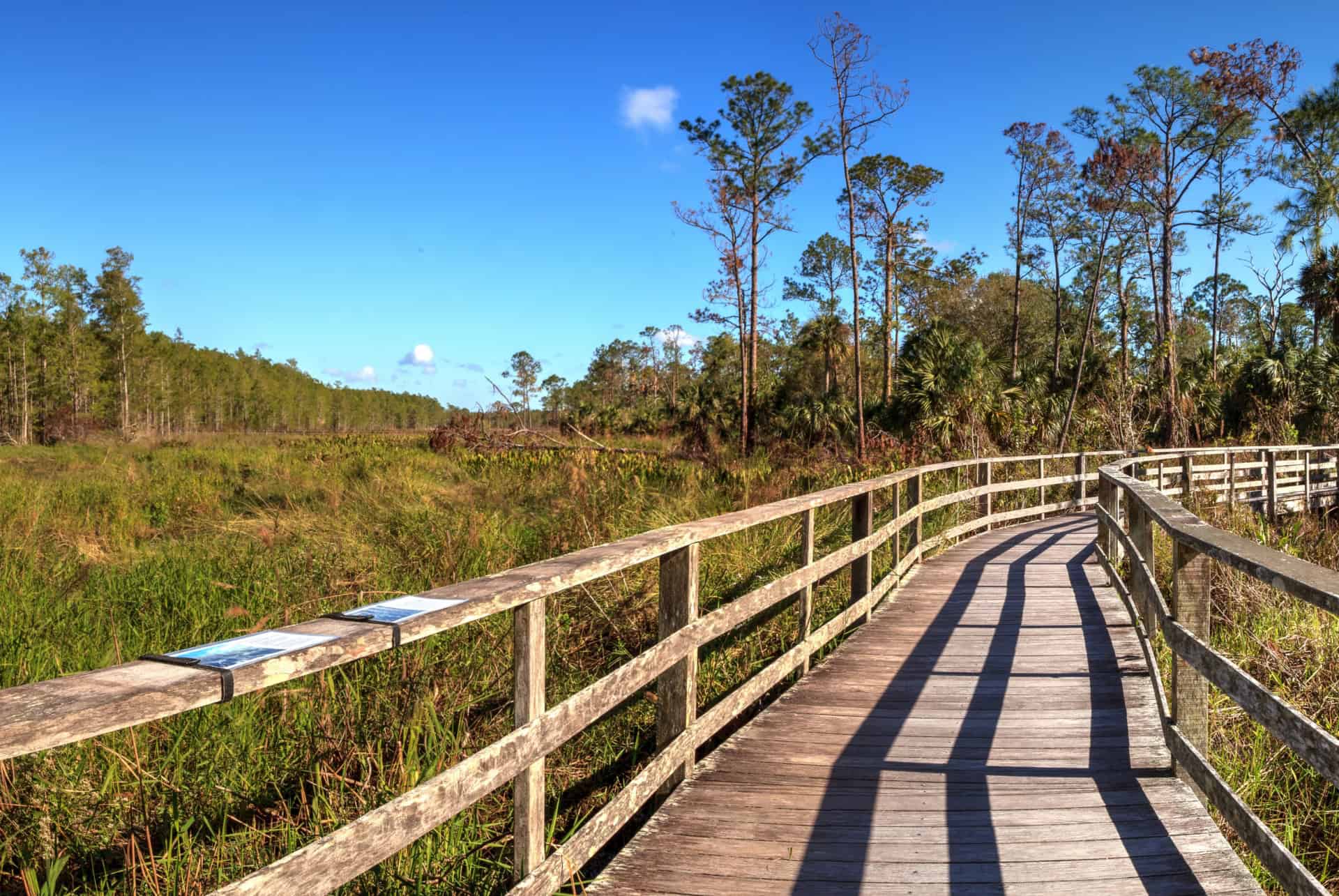 corkscrew swamp sanctuary plus beaux parcs naturels floride