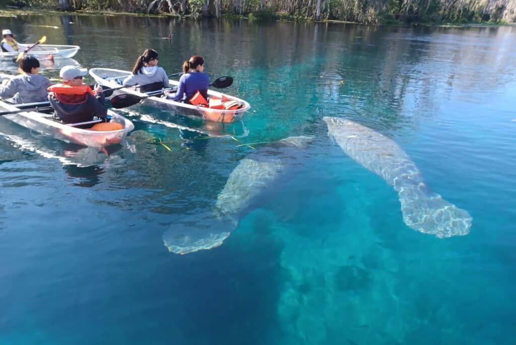 Excursion kayak à Silver Springs