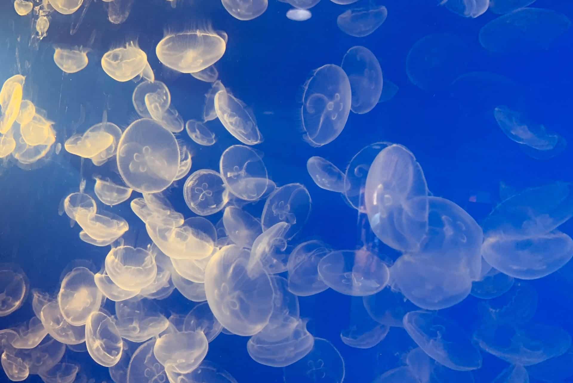 meduses