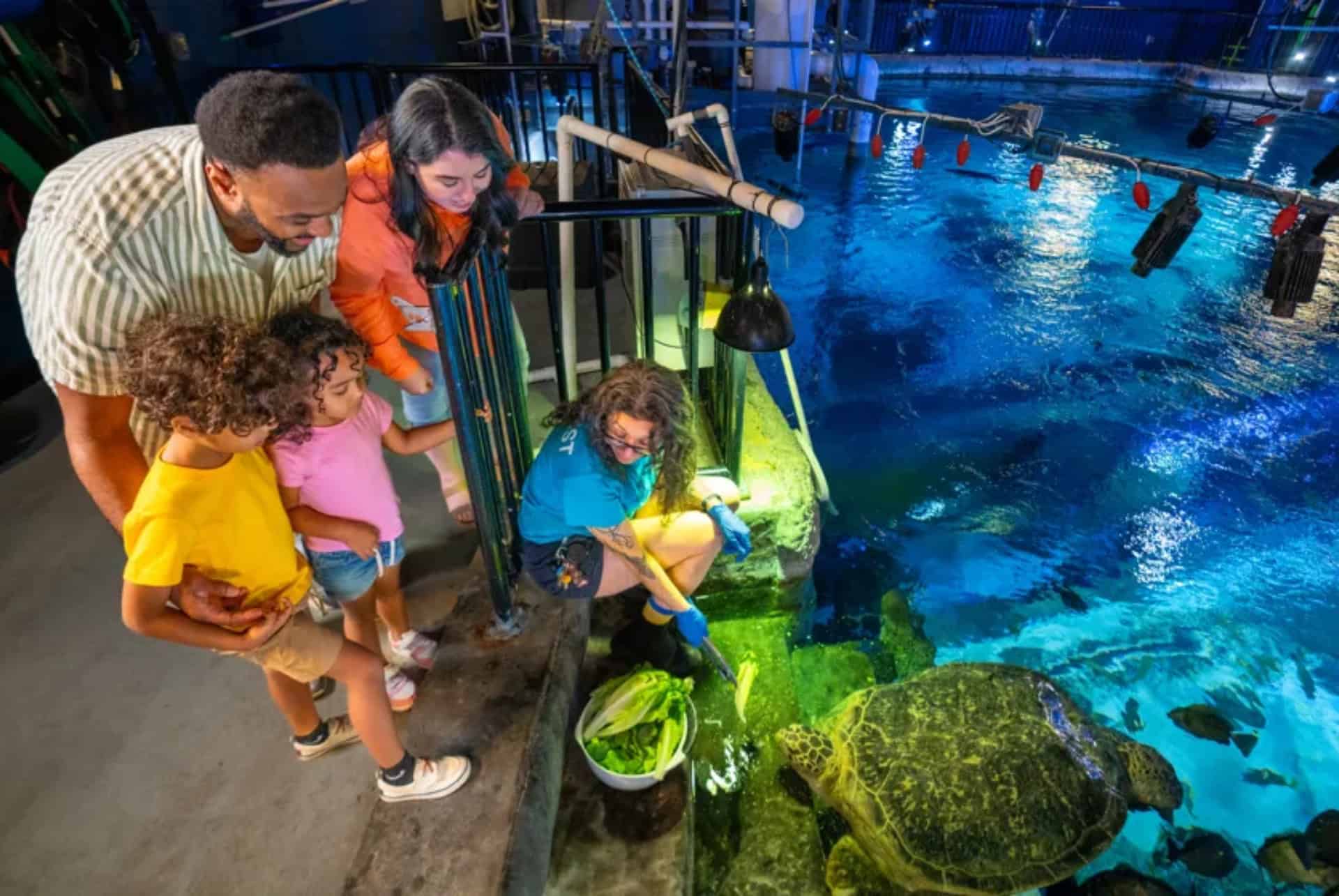 sealife aquarium orlandonourrissage