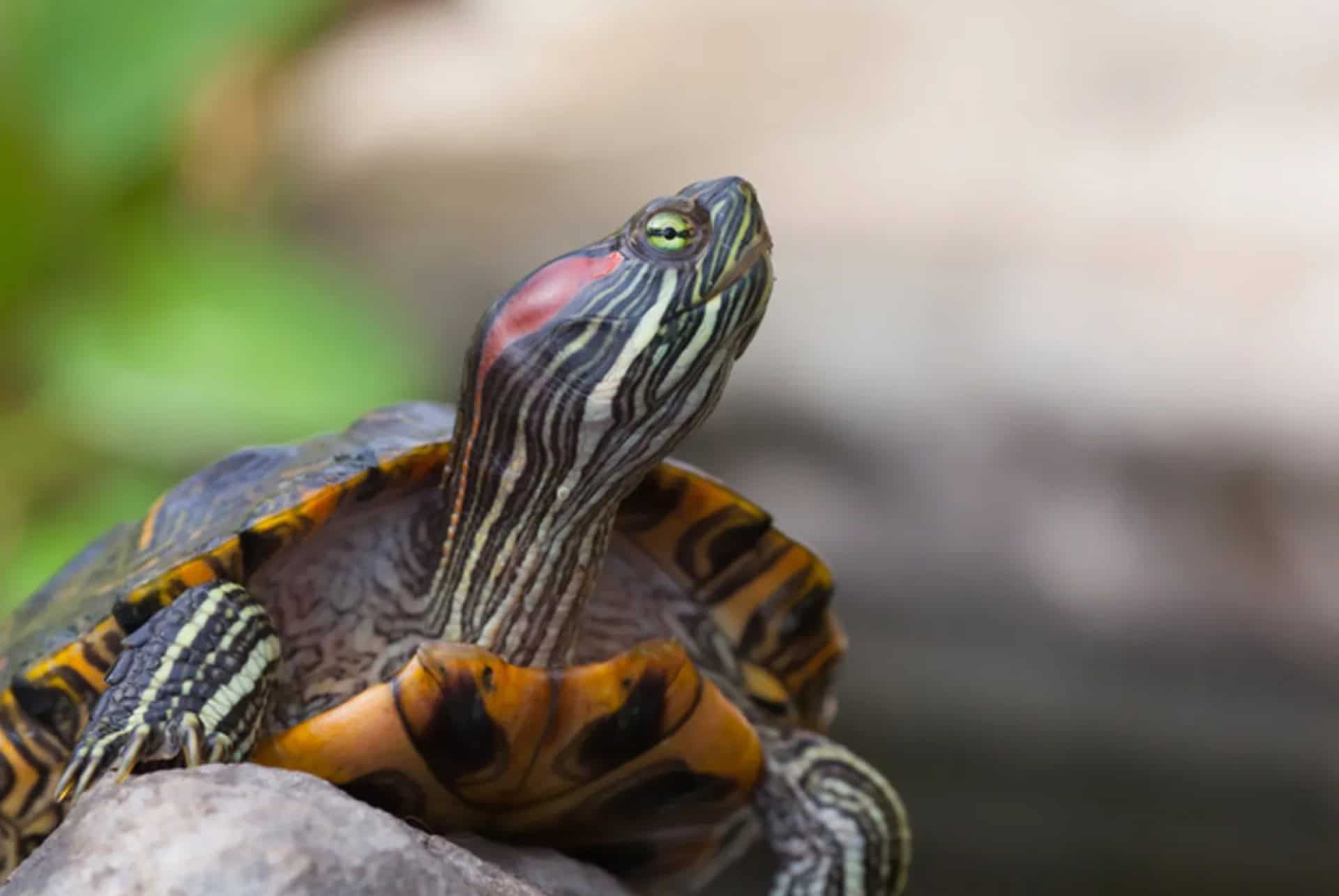 tortue sealife aquarium orlando