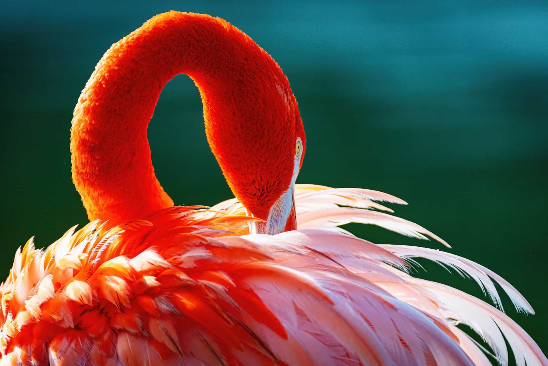 flamant rose