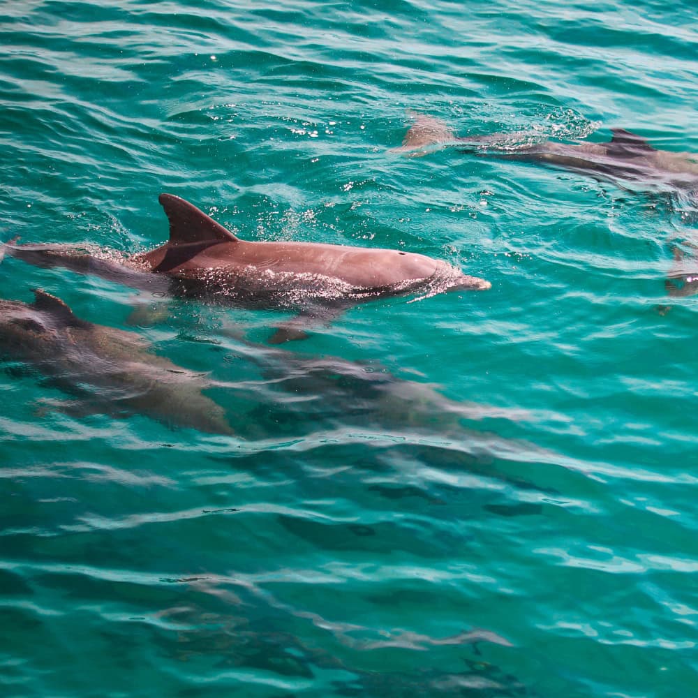dauphins