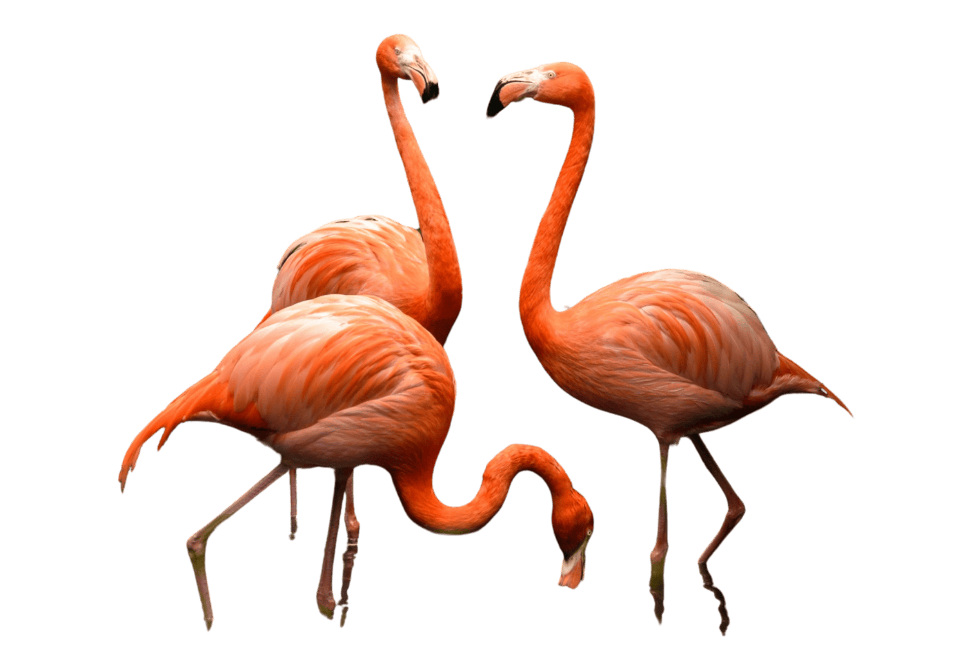 flamants roses
