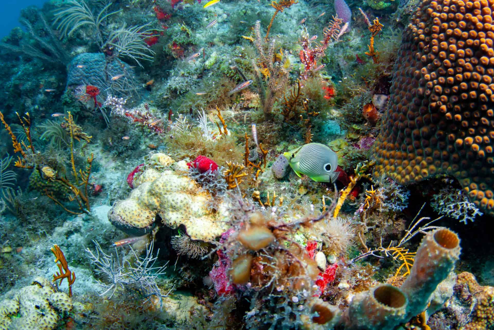 corail dry tortugas