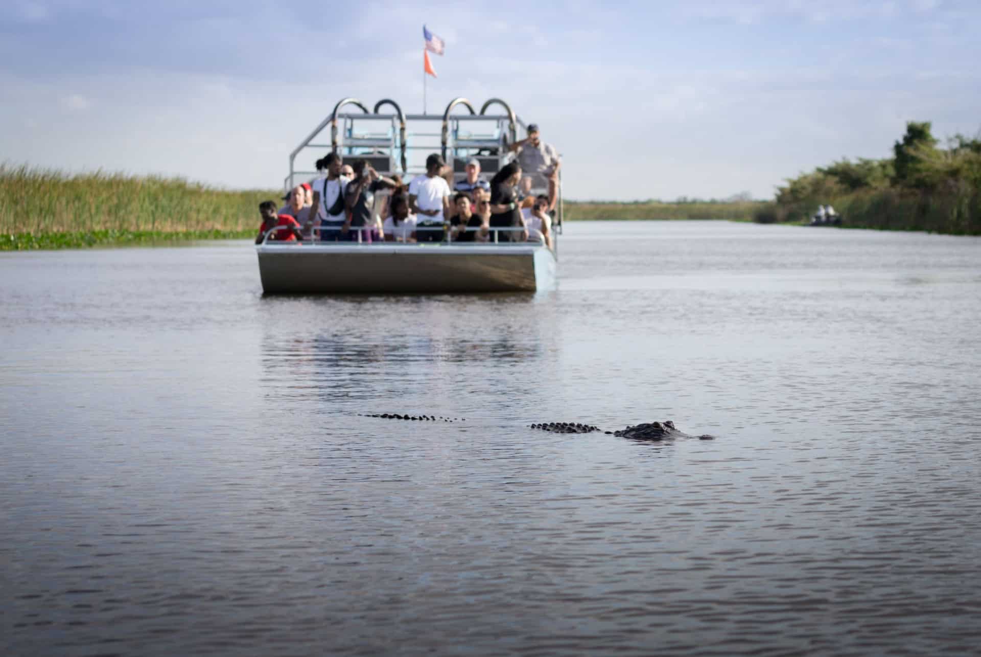 everglades aligator