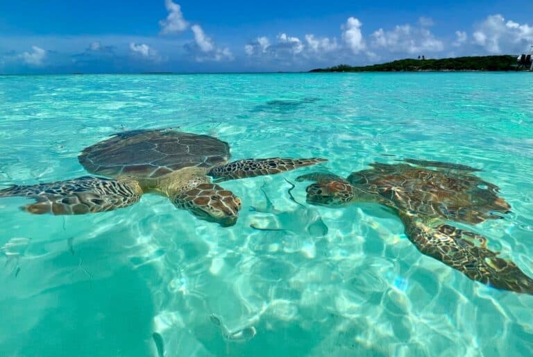 Ferry pour les Bahamas et visite de Bimini