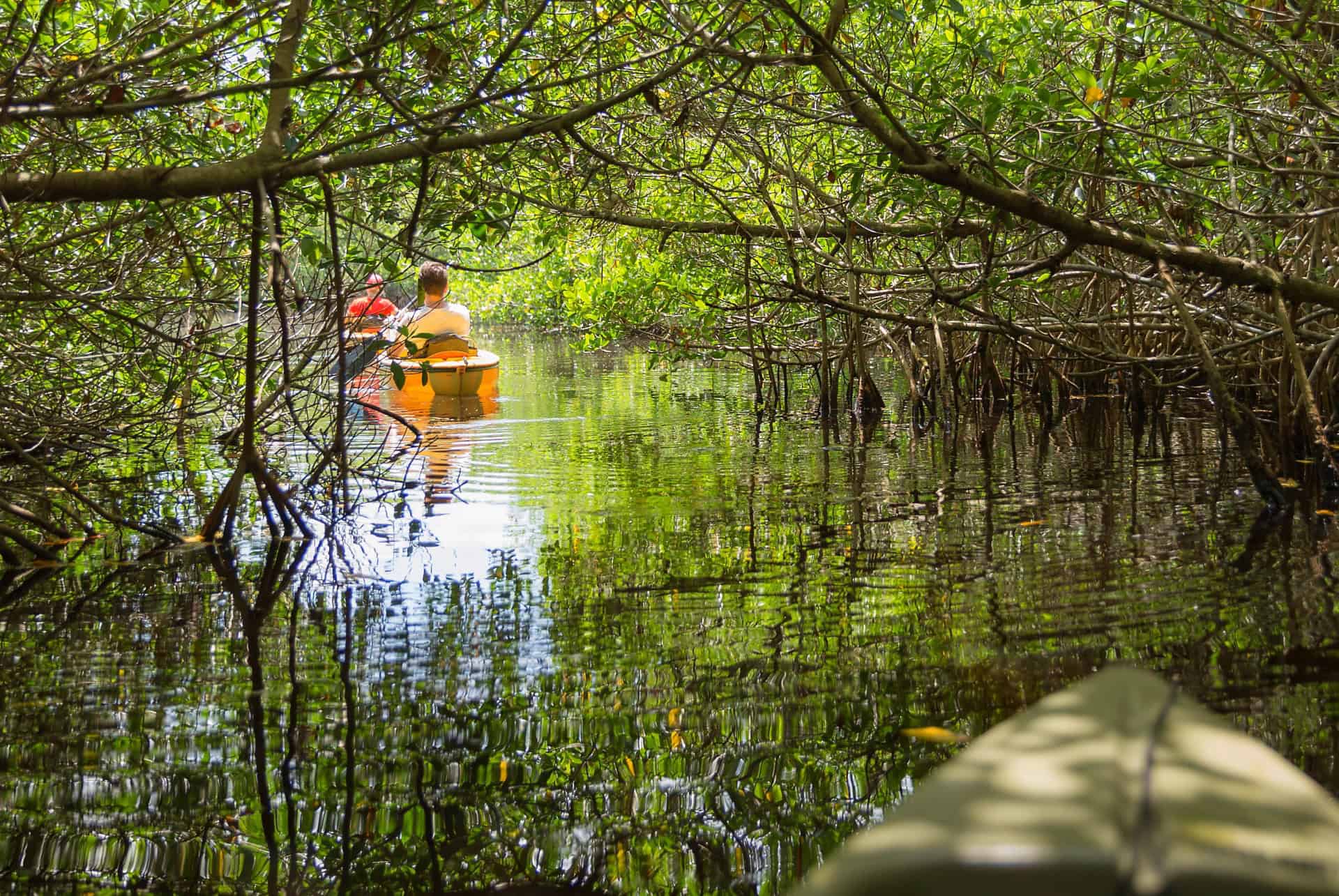 kayak dans les mangroves