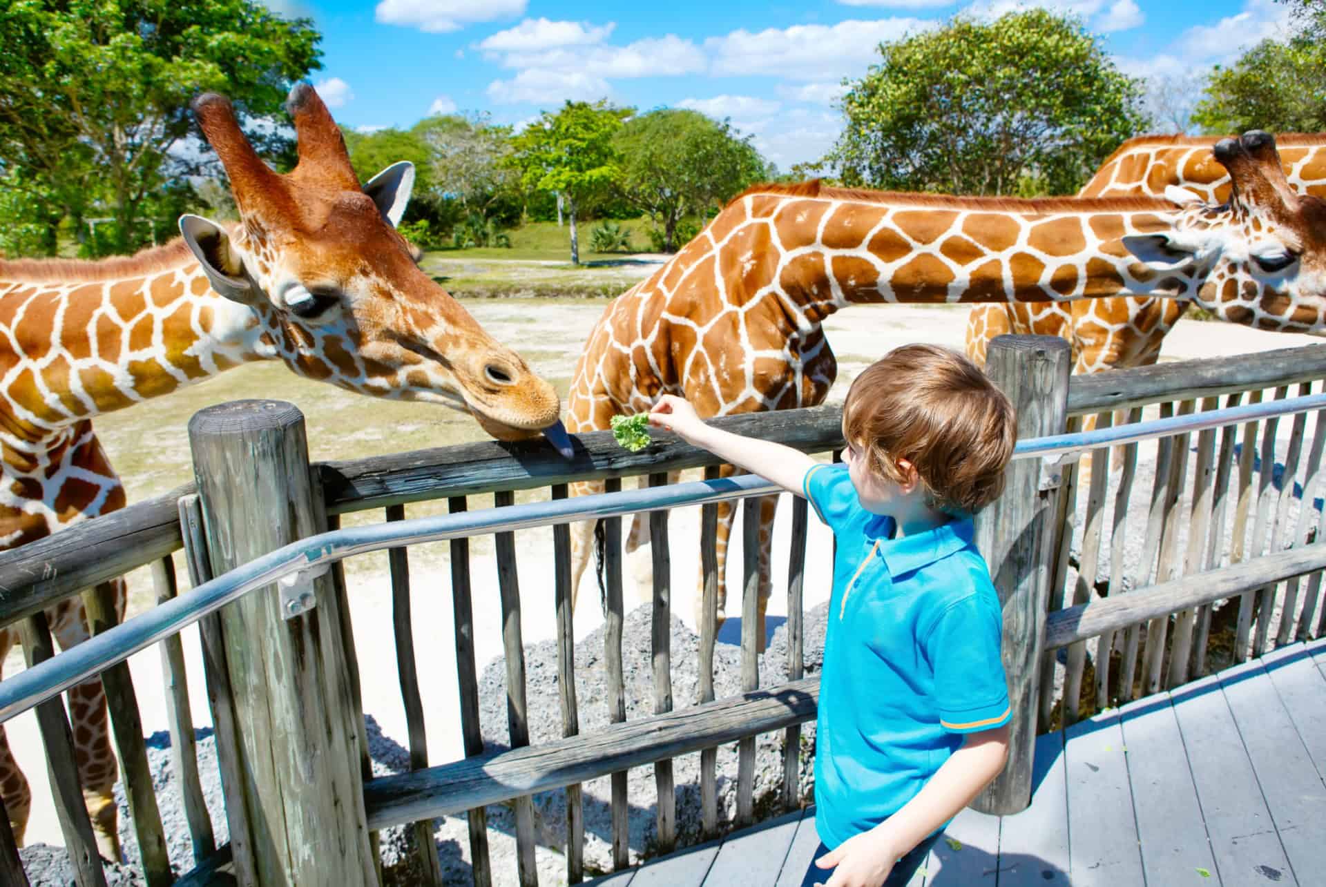 que faire a miami le zoo