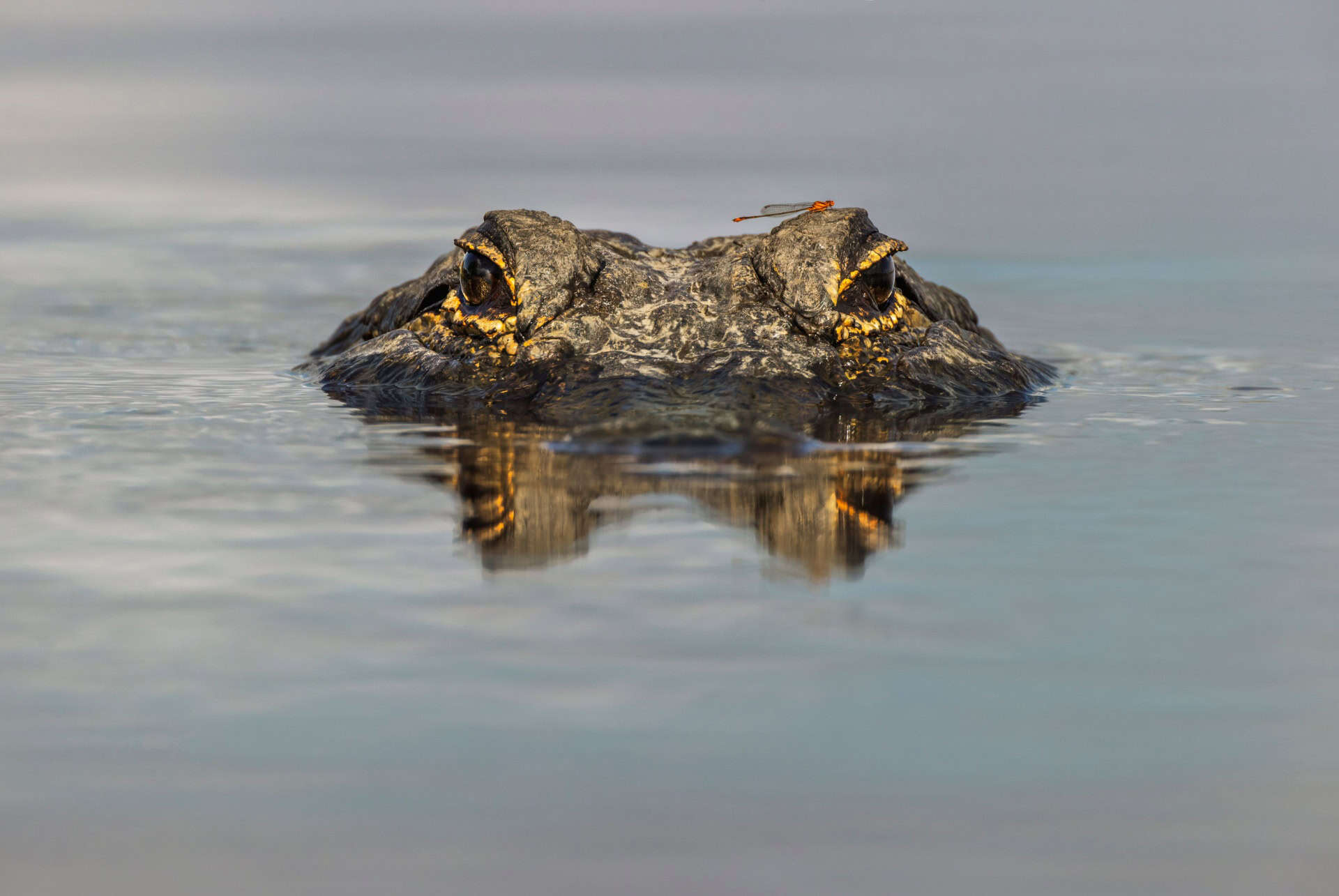 alligator everglades floride