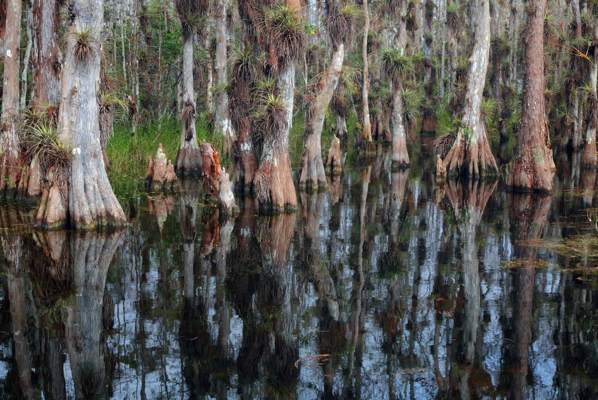 big cypress scenic view