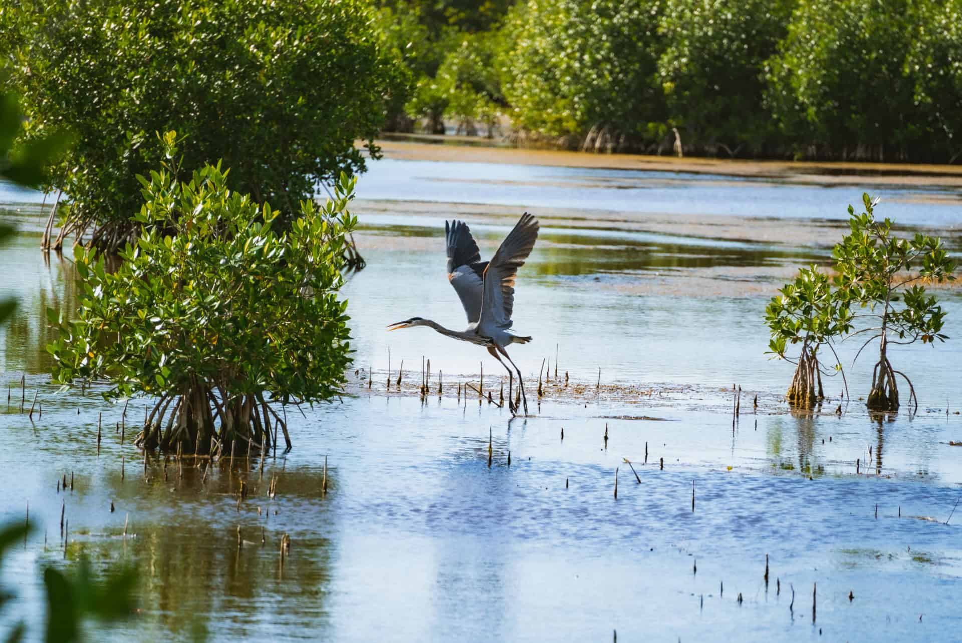 heron big cypress reserve