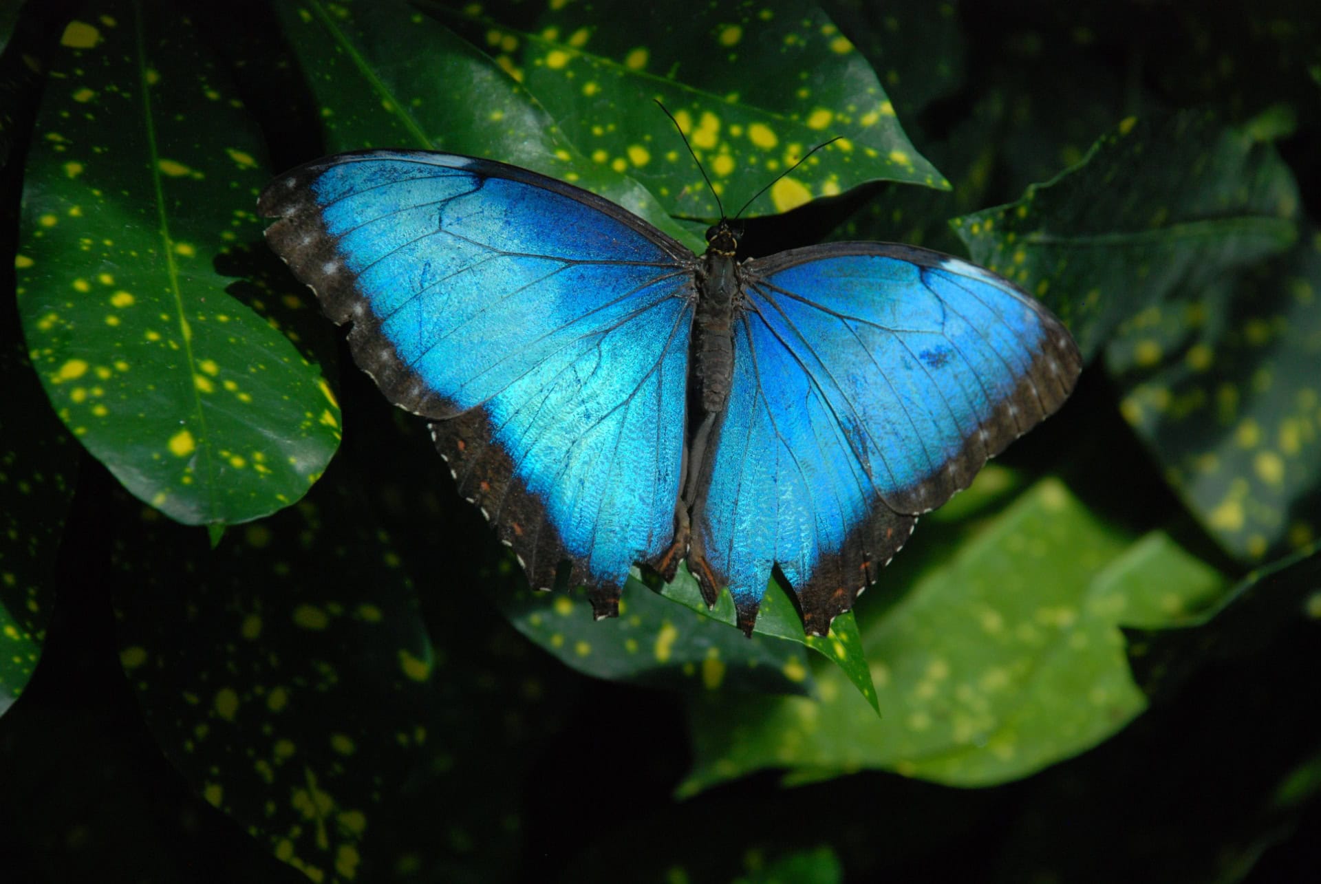 keys butterfly and nature conservatory