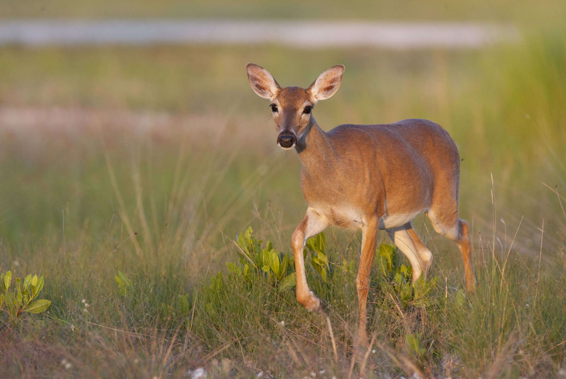 national keys deer refuge