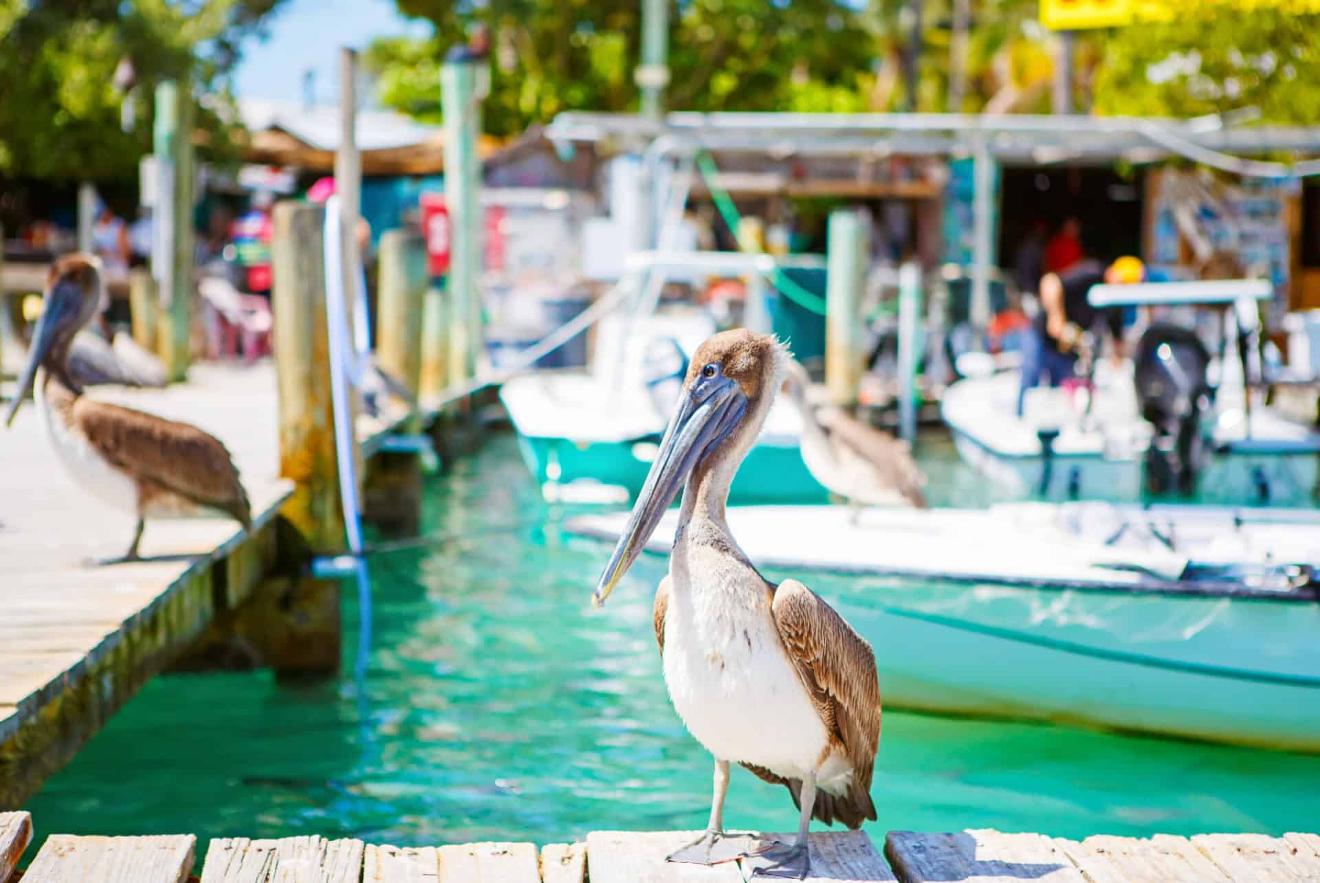 pelican islamorada