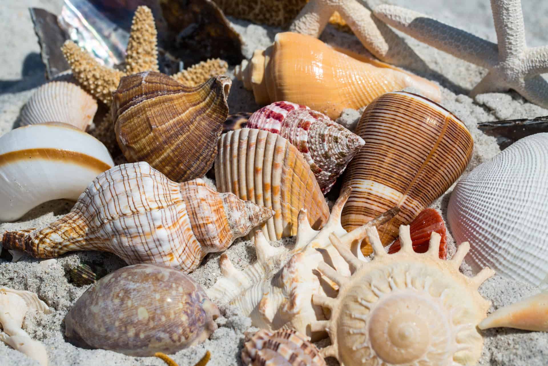 sanibel island coquillages
