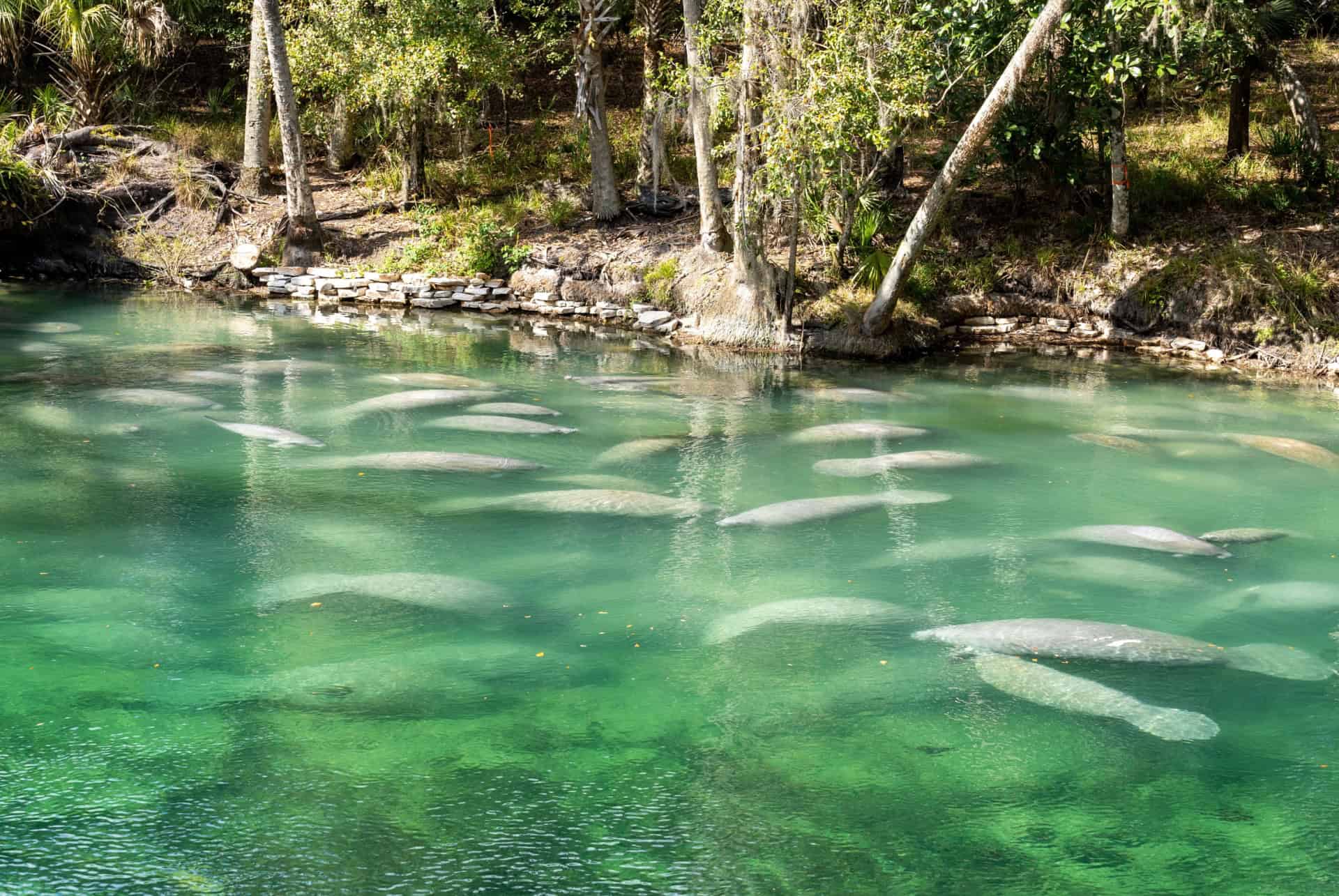 blue springs plus beaux parcs naturels floride