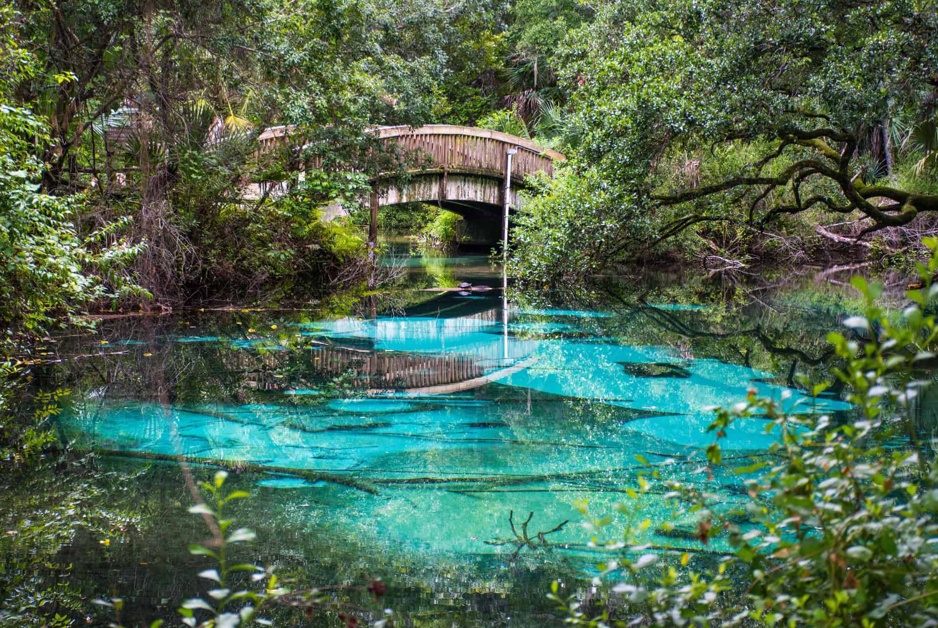foret nationale ocala plus beaux parcs naturels floride
