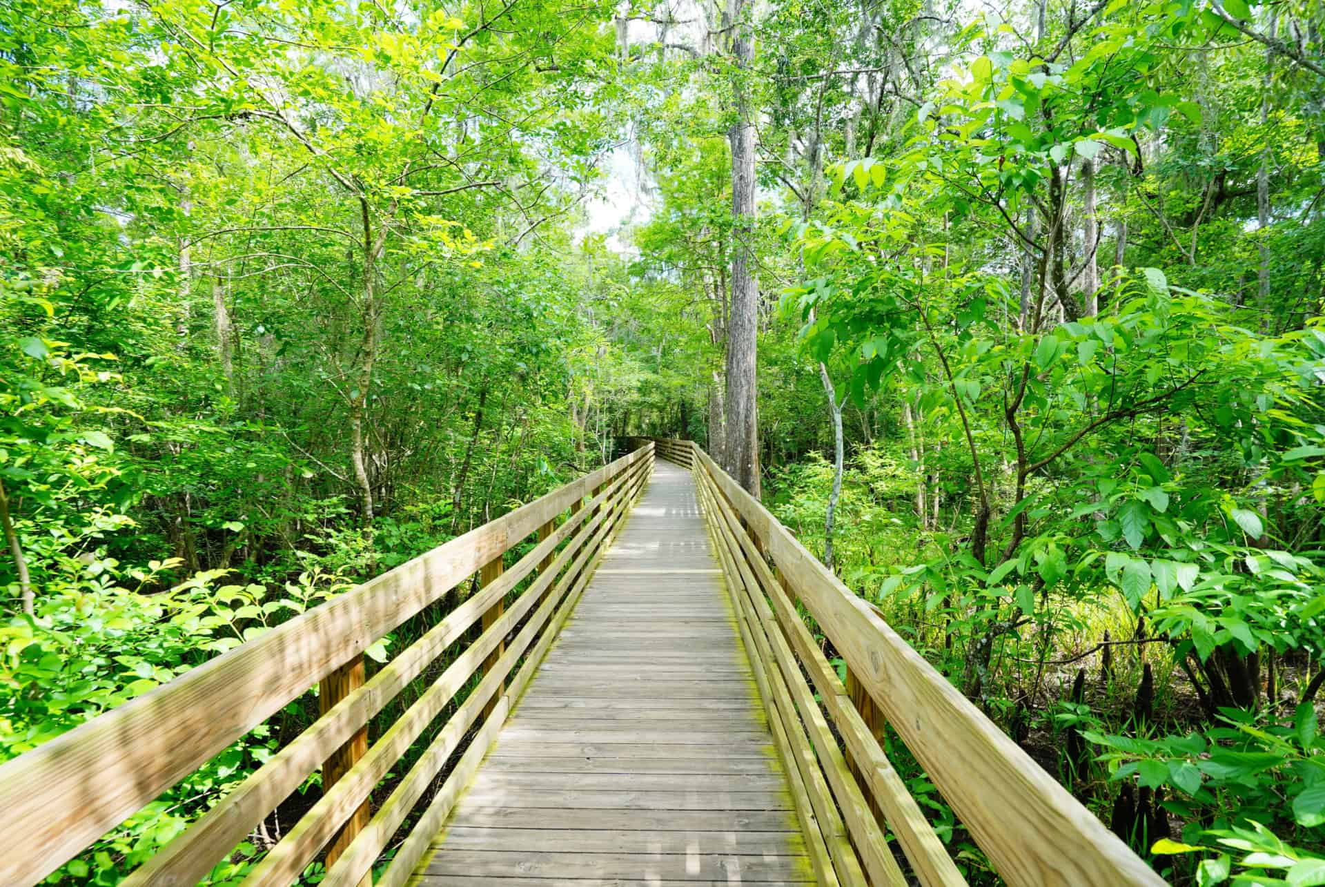 lettuce lake park tampa