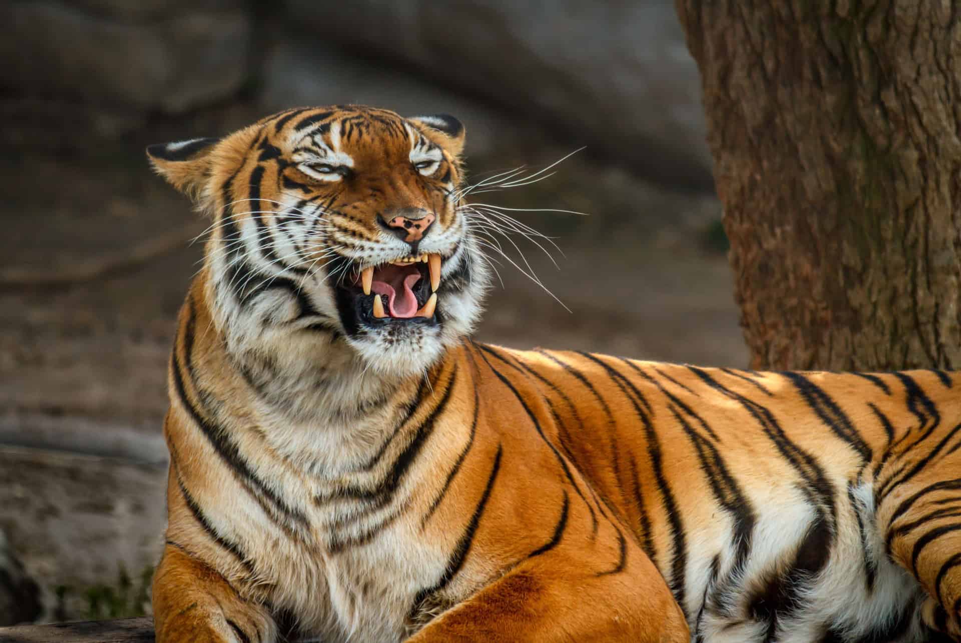 tigre lowry park zoo