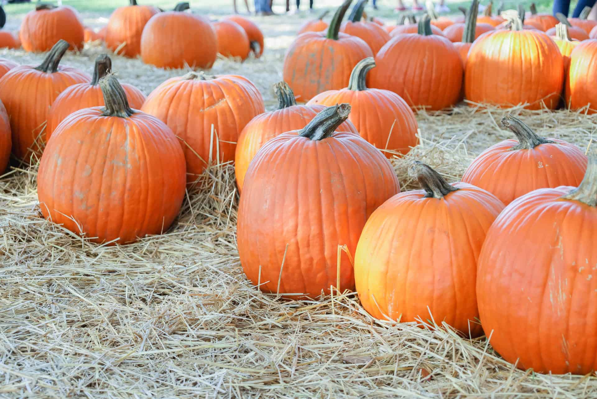 citrouille halloween orlando