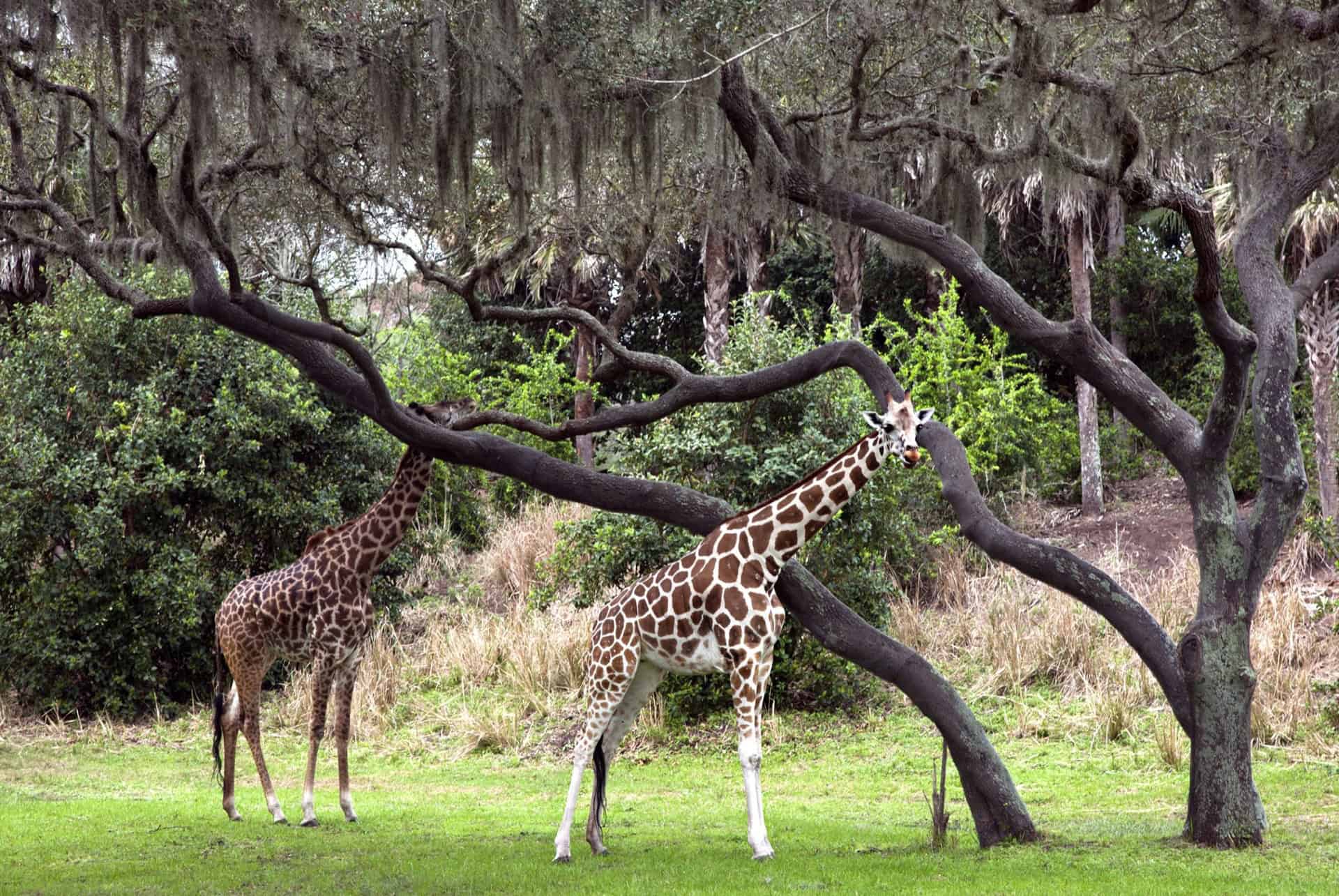 disney animal kingdom girafes disney animal kingdom girafes