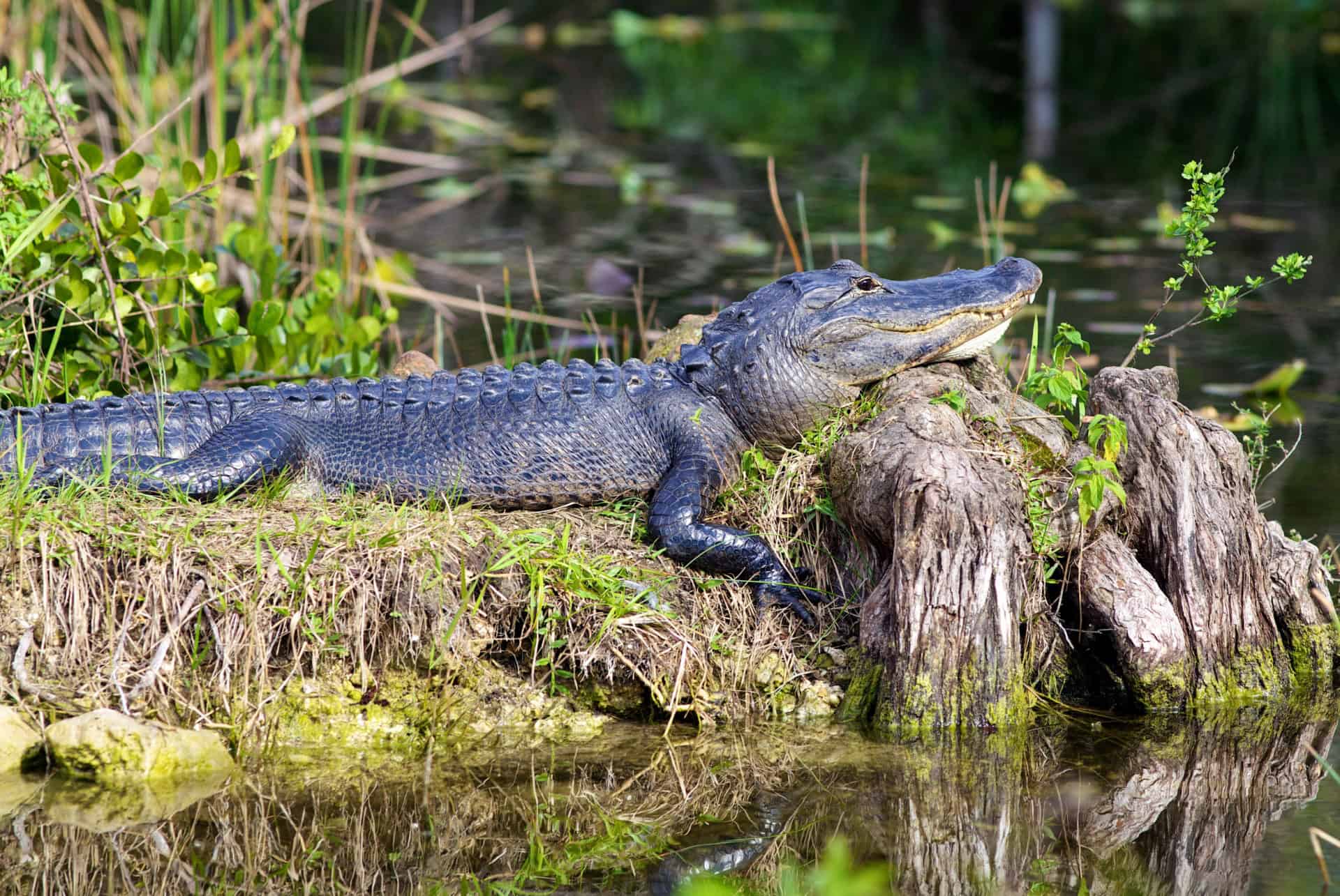 alligator 