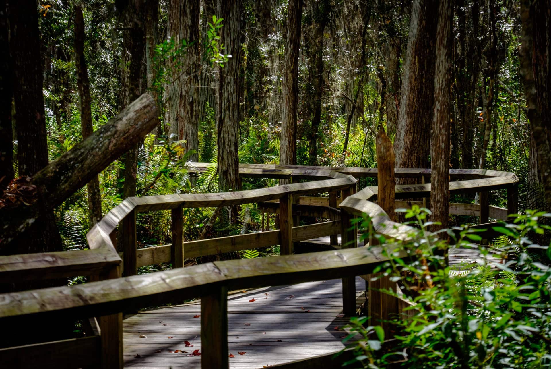 crocodile gatorland floride crocodile gatorland floride