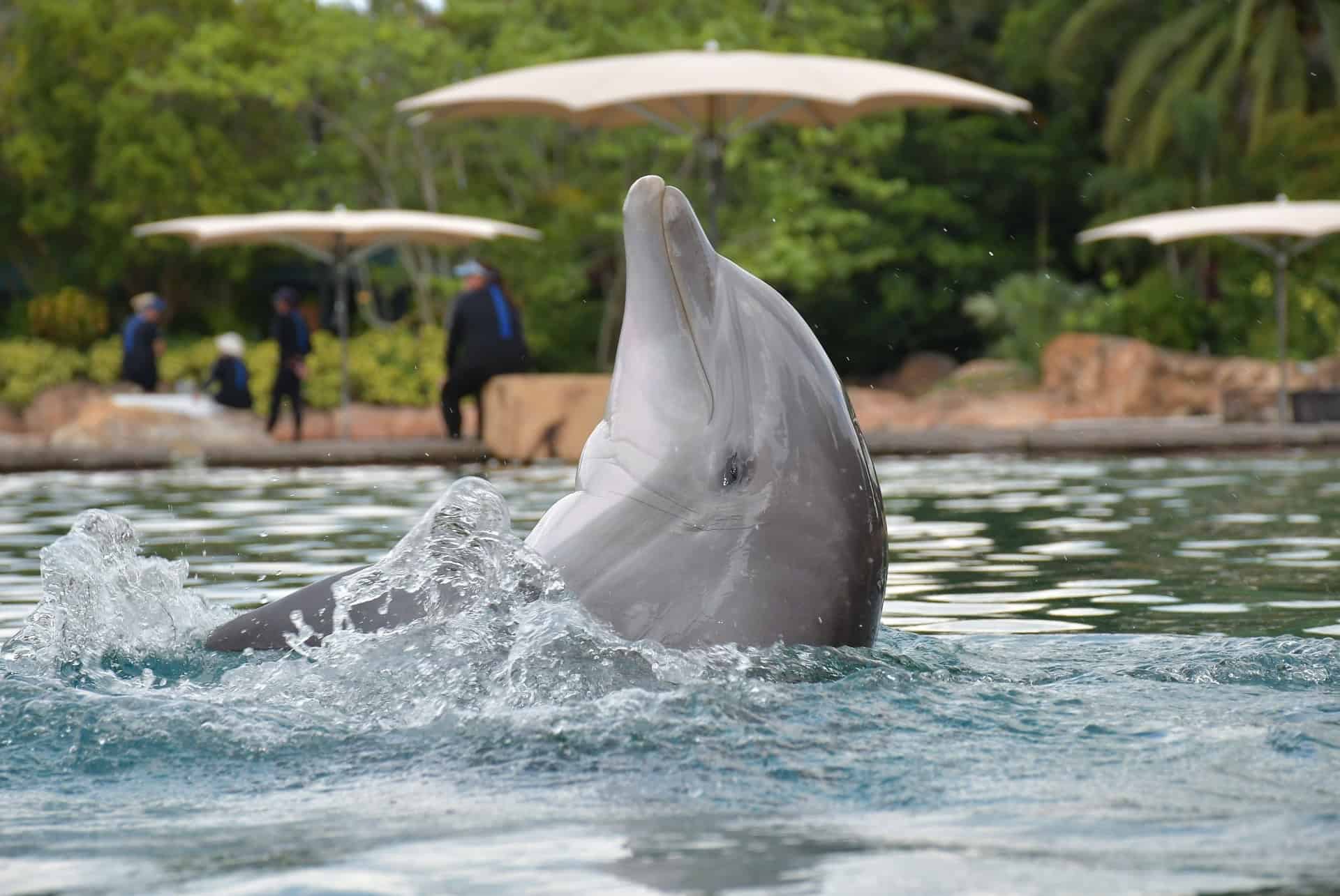 dauphins discovery cove dauphins discovery cove