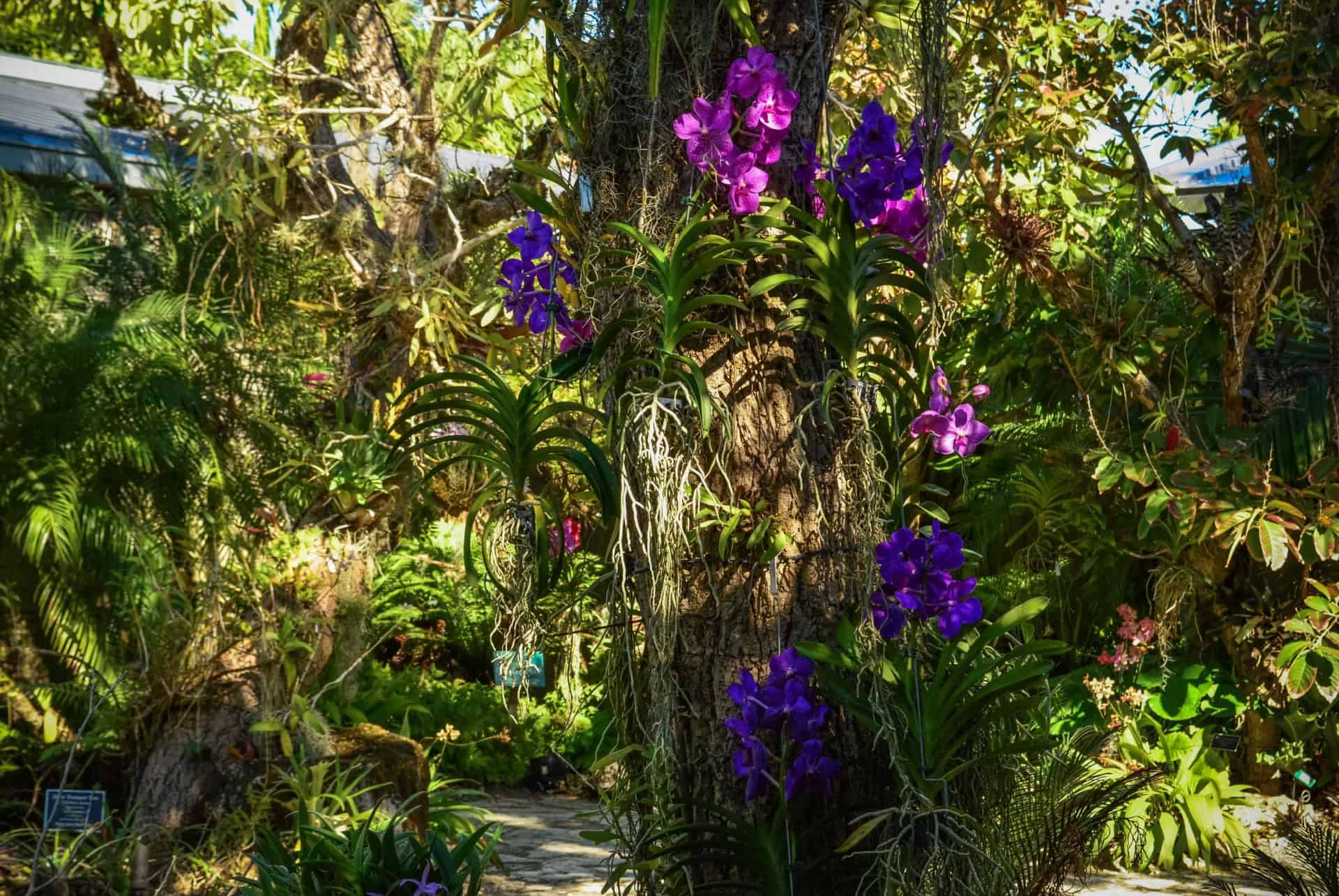 jardin botanique de naples orchidees jardin botanique de naples orchidees