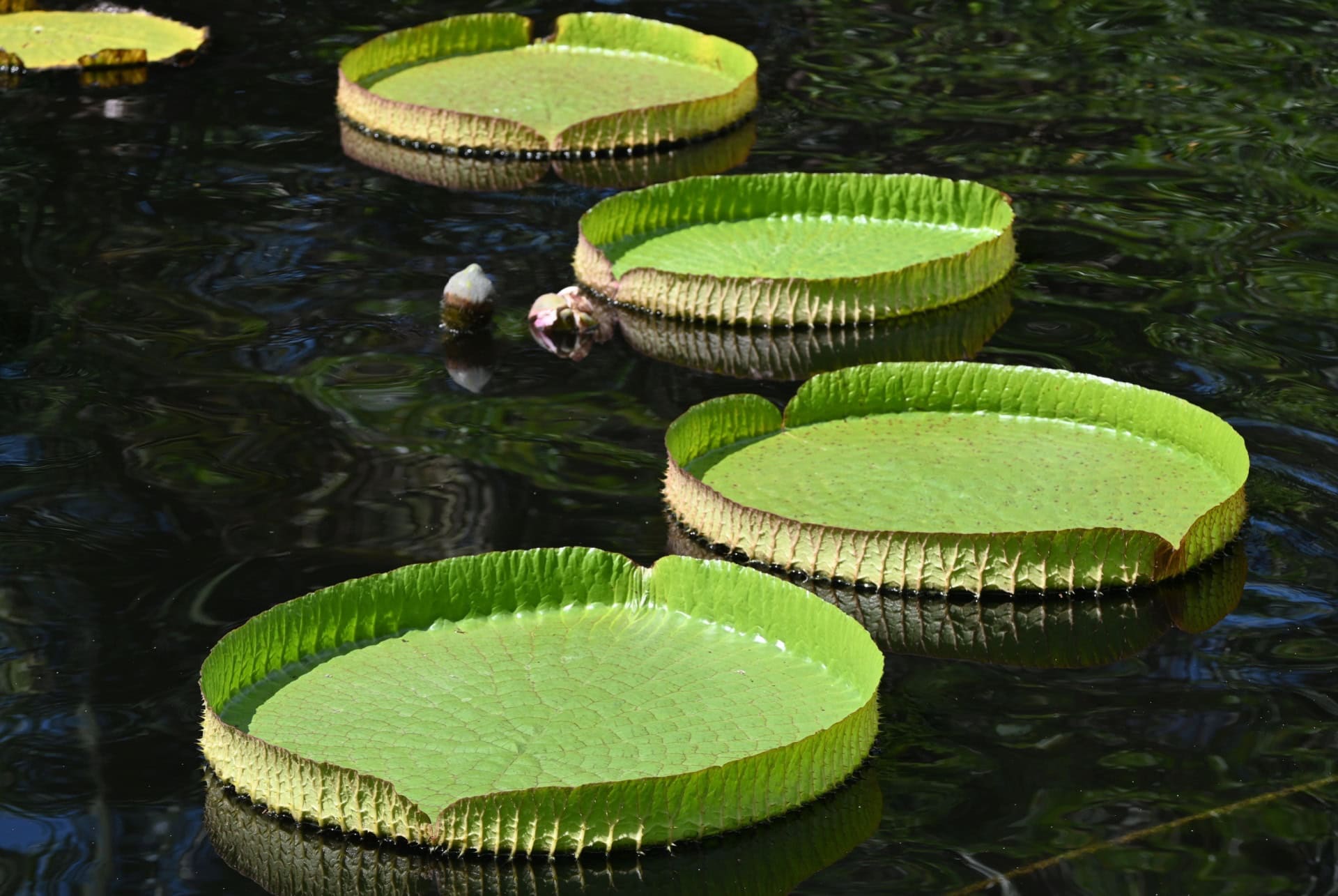 kapnick brazilian garden kapnick brazilian garden