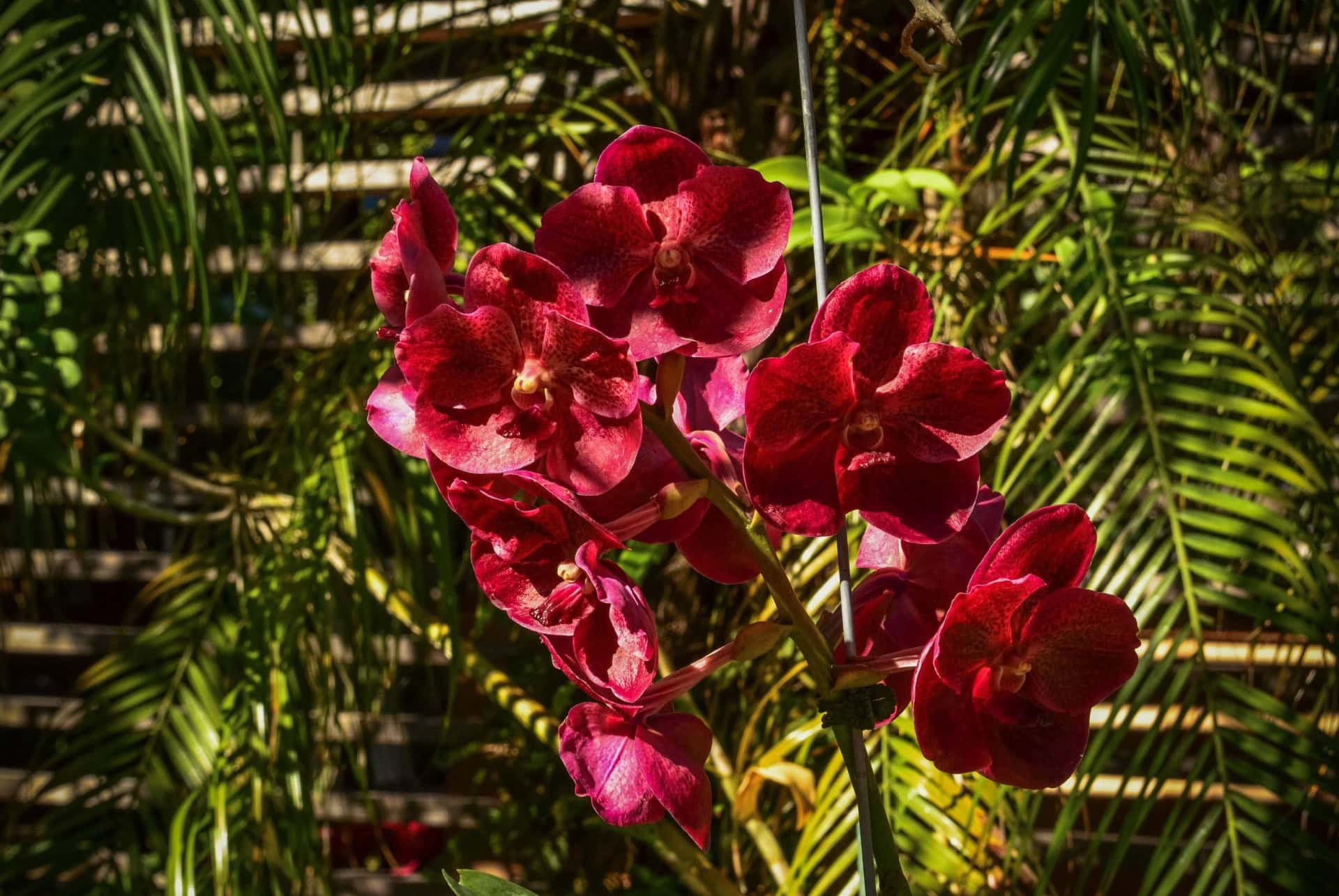 orchidees au jardin de naples orchidees au jardin de naples