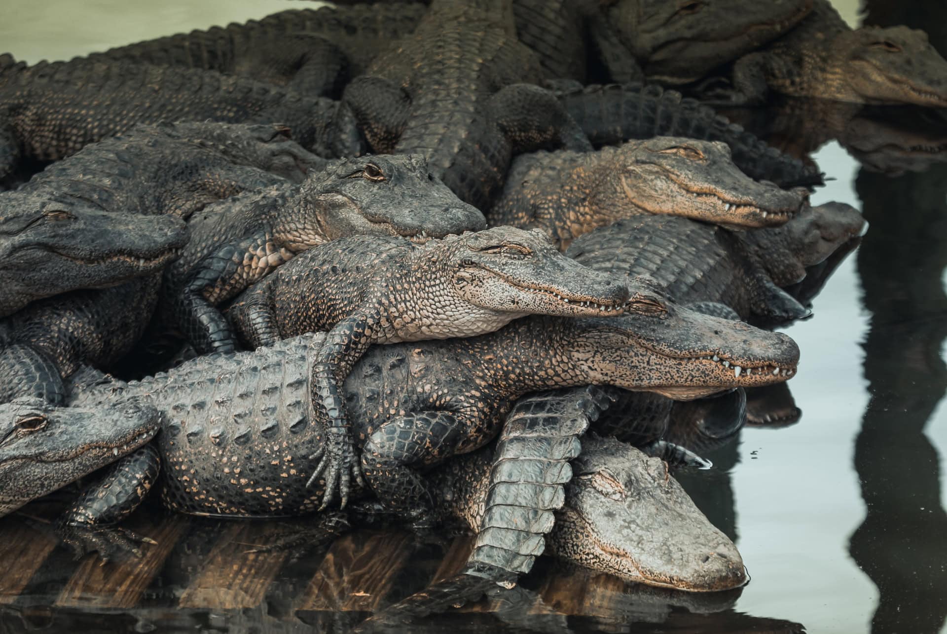 alligators marais gatorland alligators marais gatorland