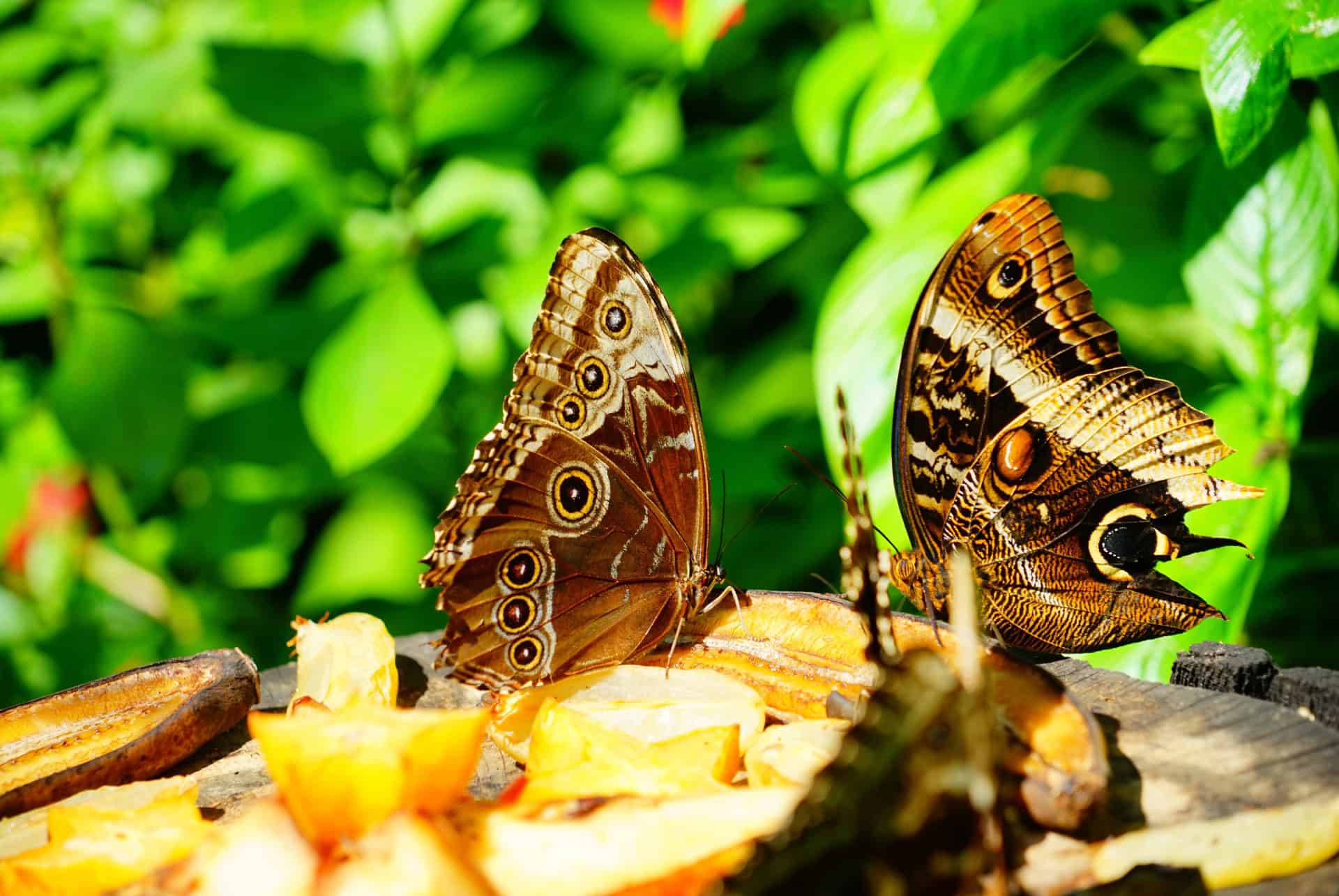 fairchild tropical botanic garden fairchild tropical botanic garden