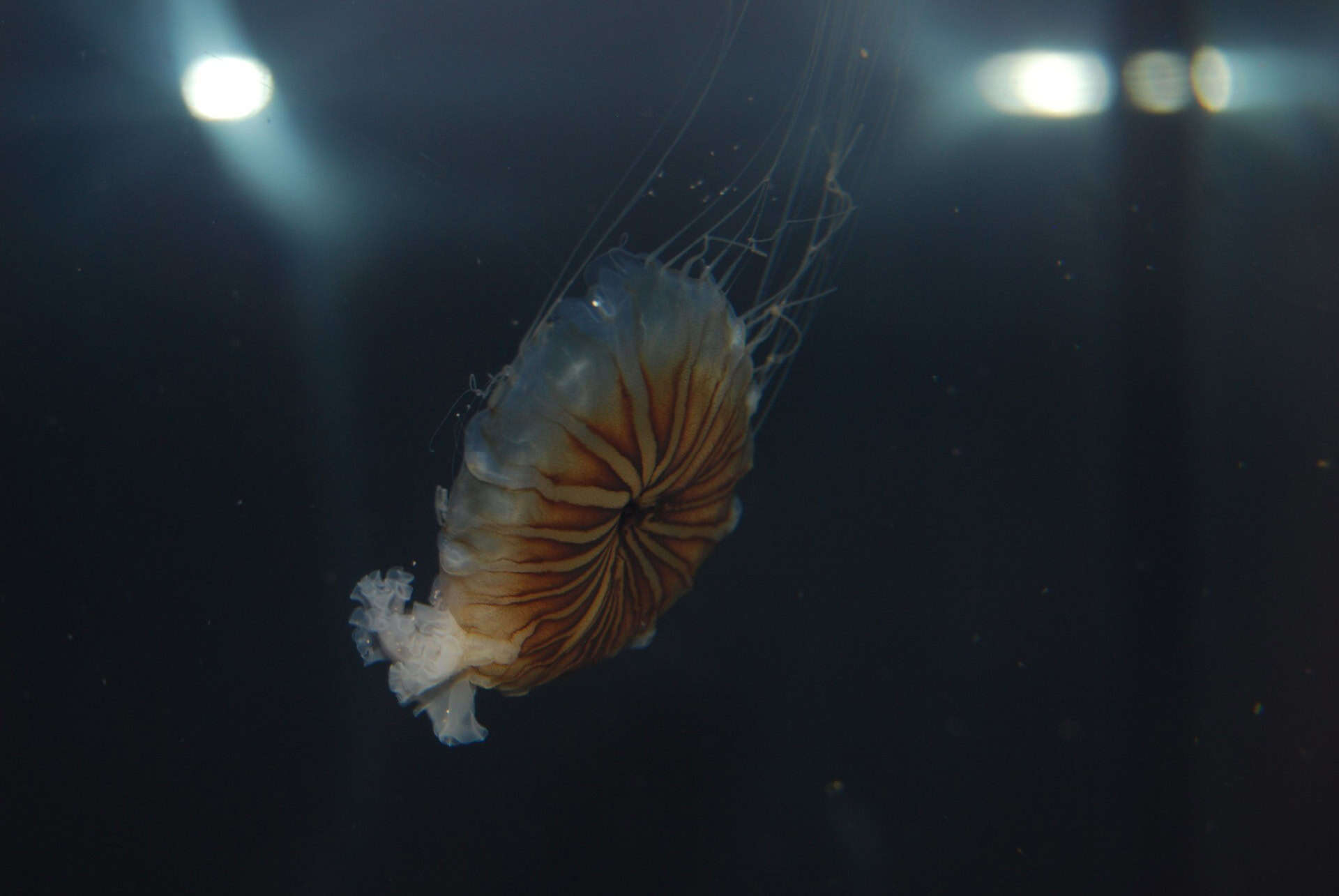 meduse frost aquarium meduse frost aquarium