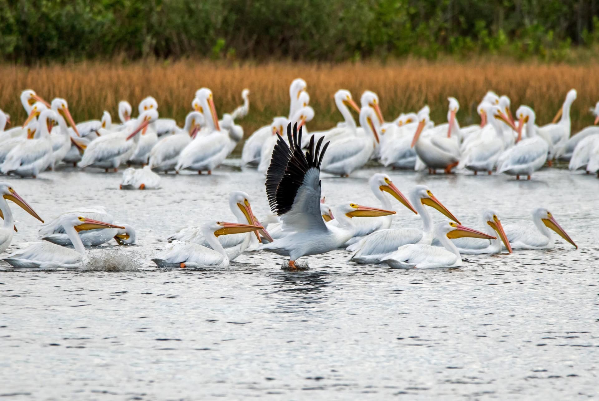 merritt island wild refuge merritt island wild refuge
