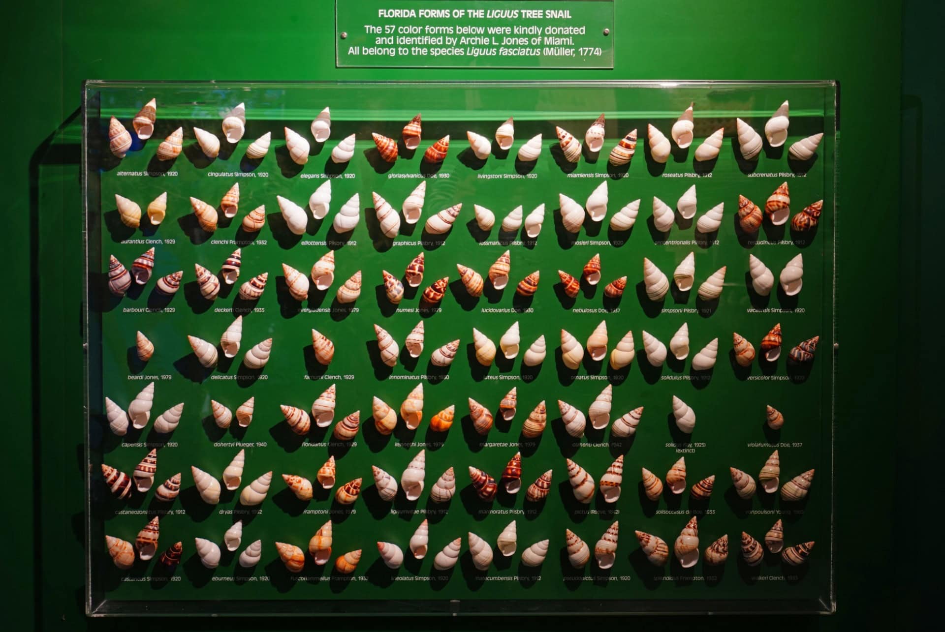 musee du coquillage sanibel island musee du coquillage sanibel island