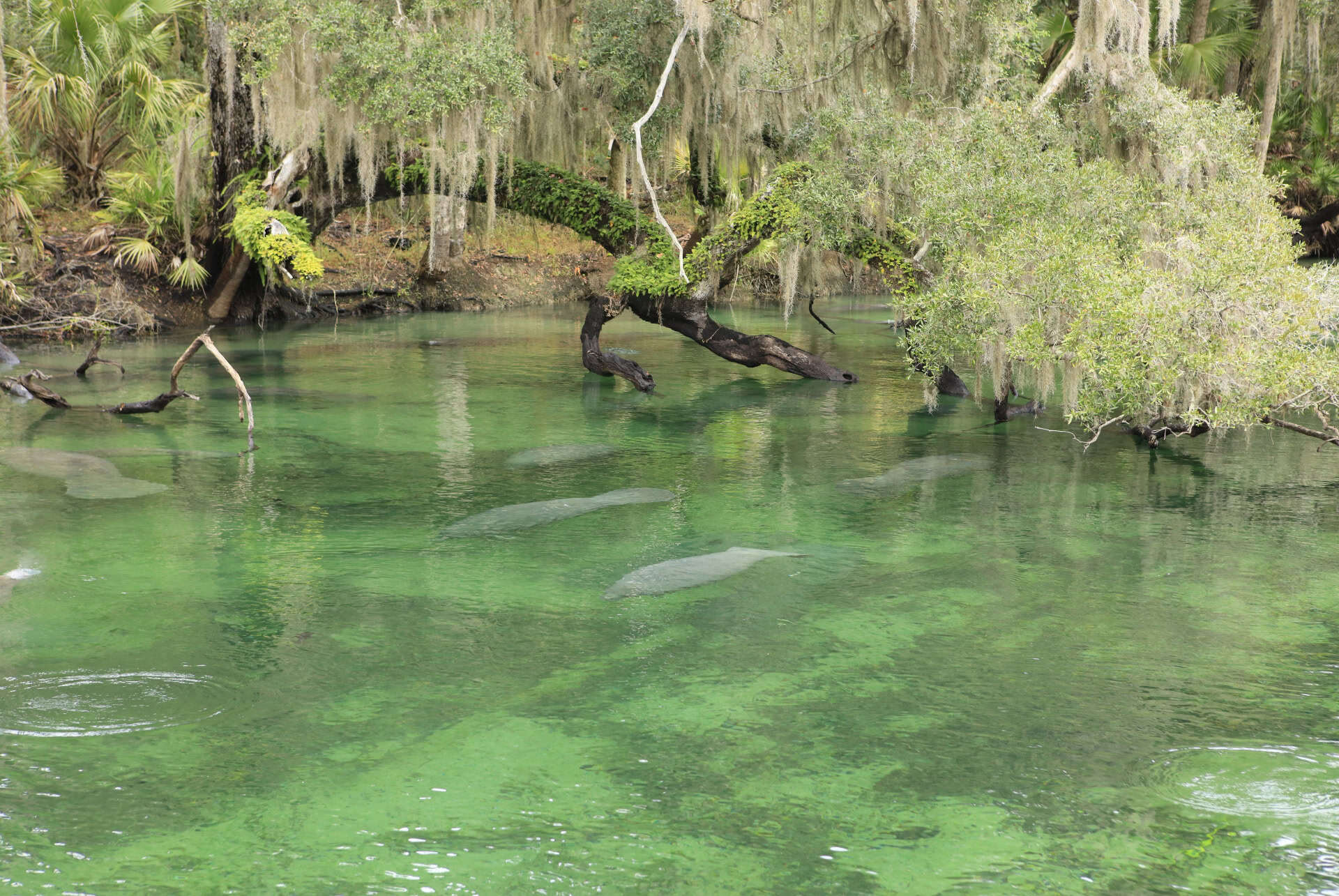 que faire cape manatee sanctuary park que faire cape manatee sanctuary park