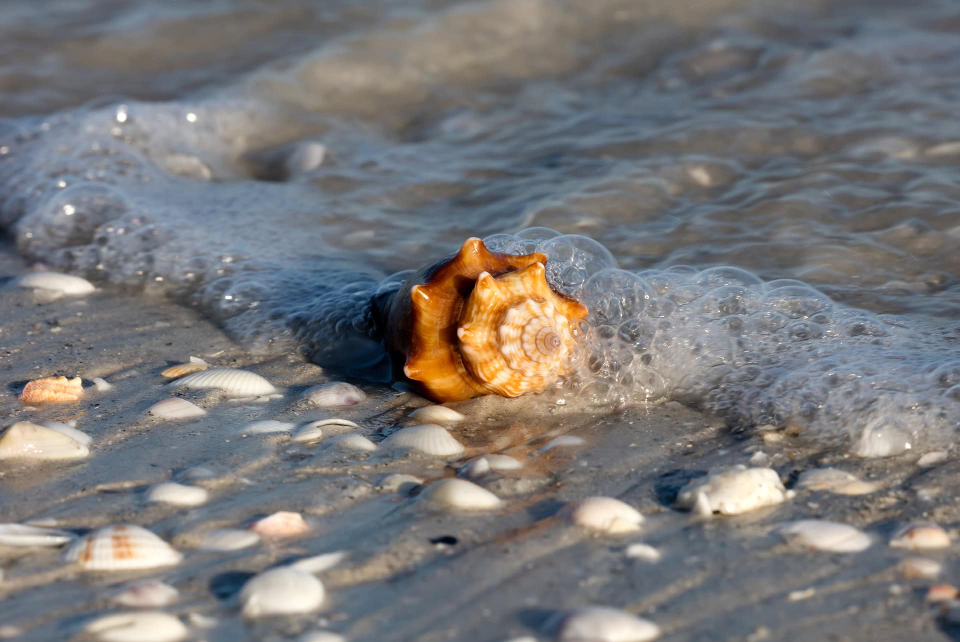 sanibel island coquillages sanibel island coquillages
