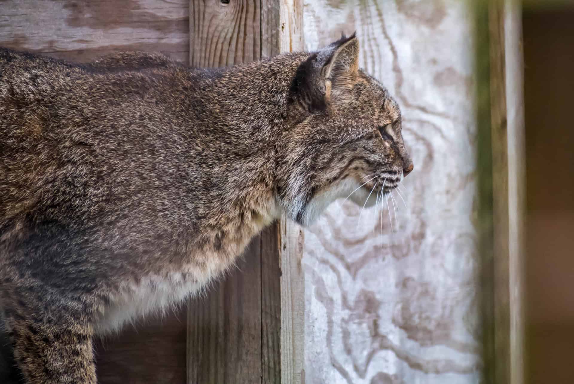 felins jacksonville felins jacksonville