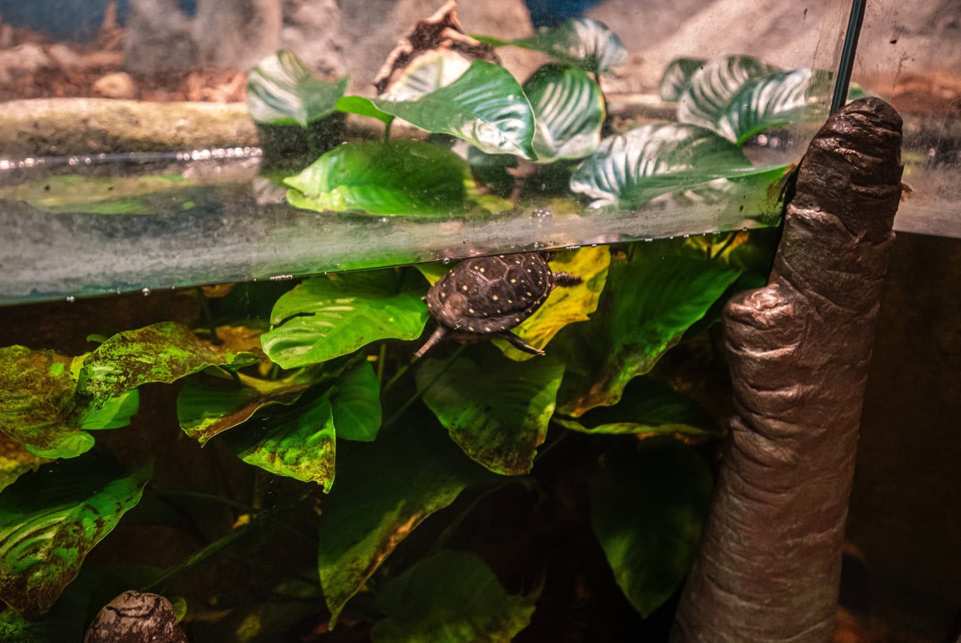 visiter jacksonville zoo and gardens visiter jacksonville zoo and gardens