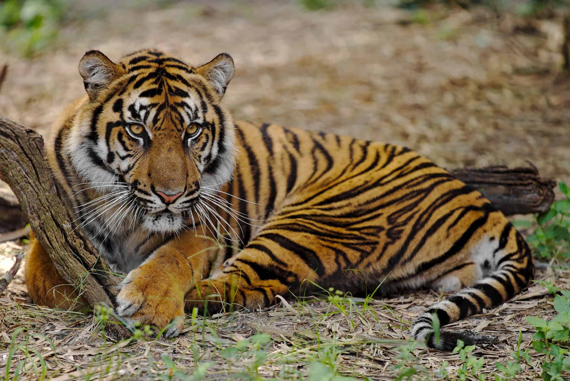 zoo jacksonville zoo jacksonville