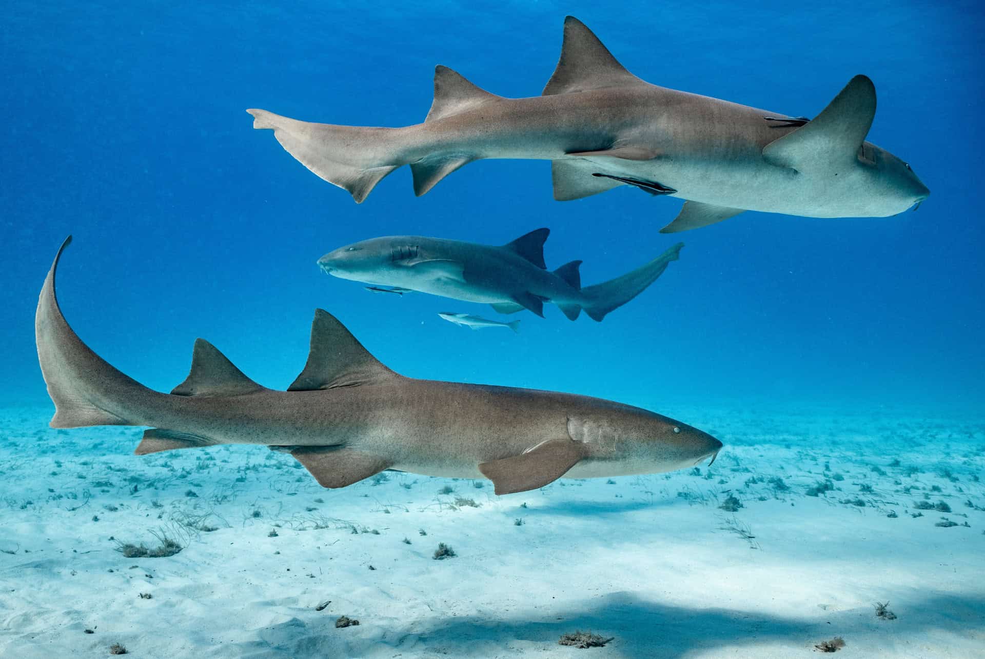 requin nourrice bimini requin nourrice bimini